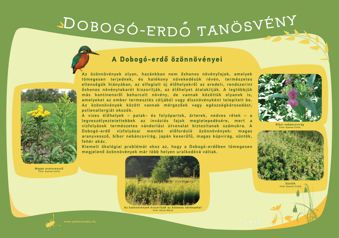 Dobogó-erdő tanösvény