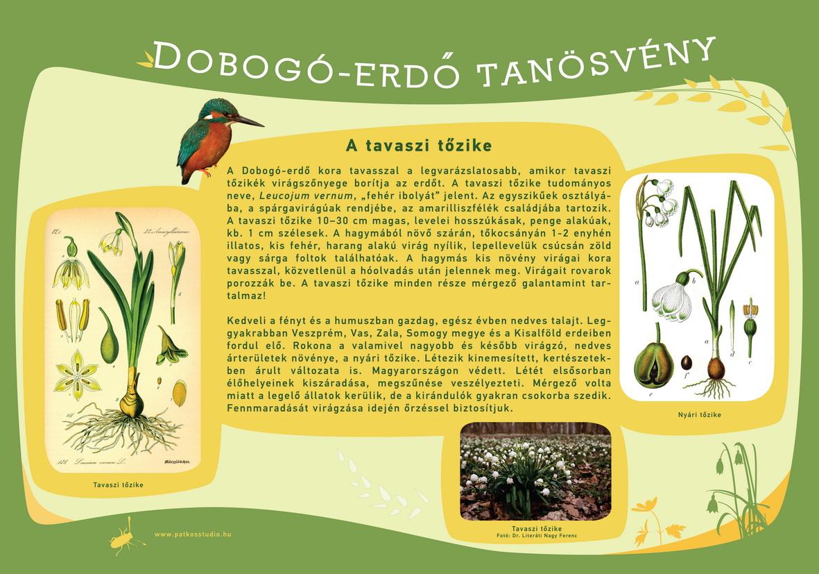 Dobogó-erdő tanösvény