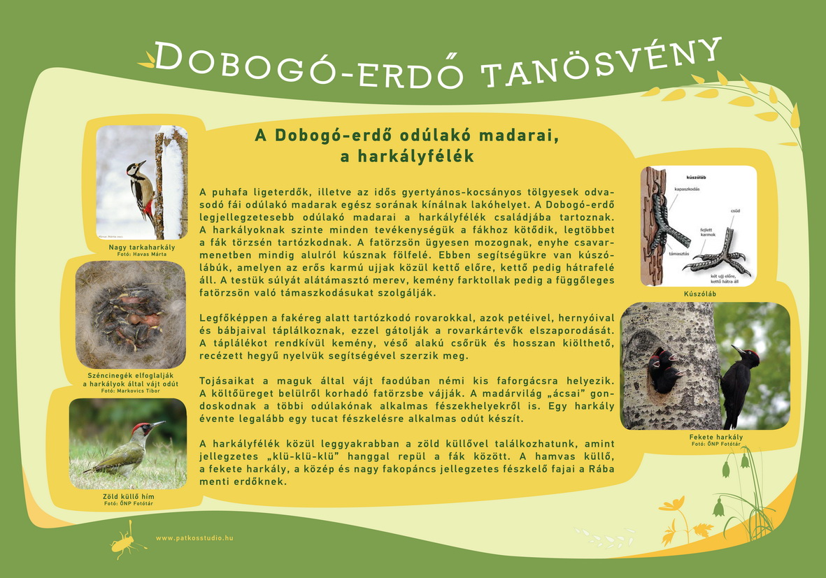 Dobogó-erdő tanösvény