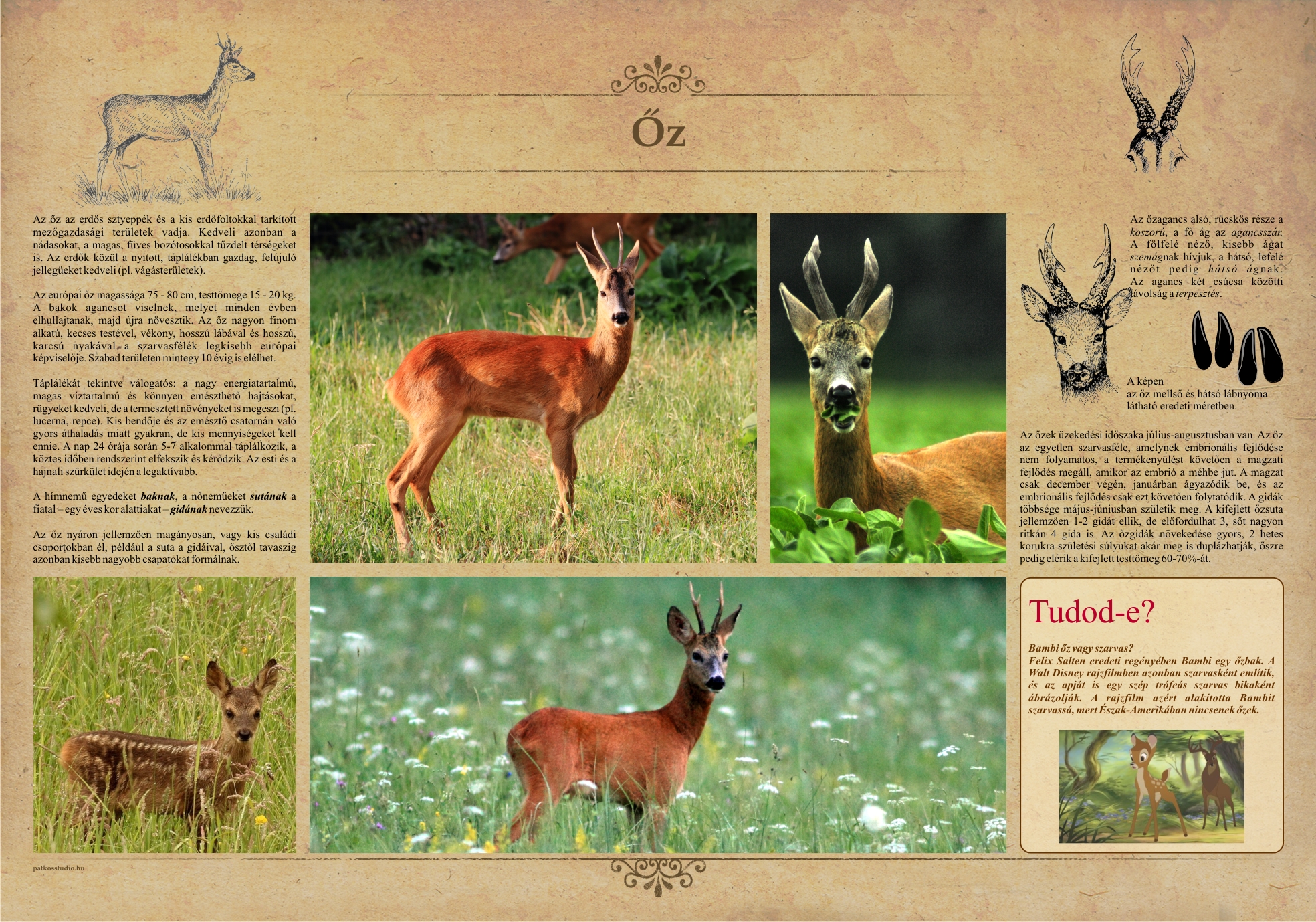 Sentieri didattici di Bükkösd