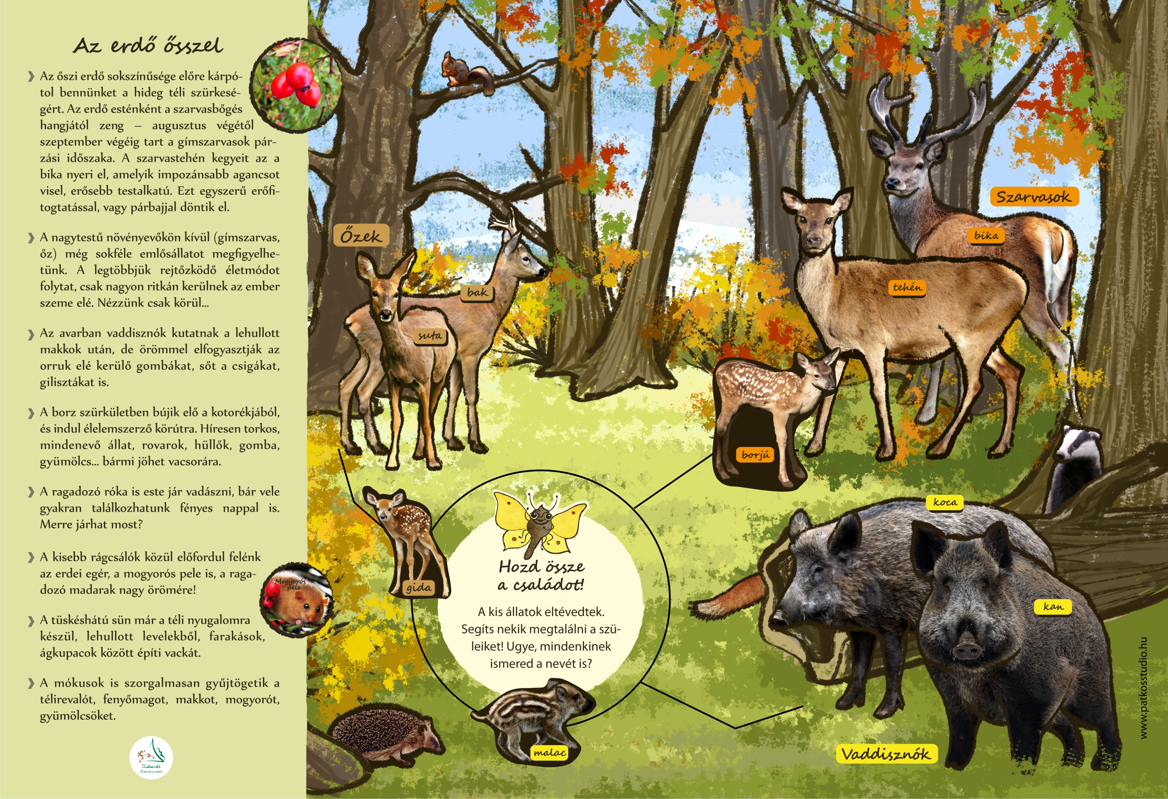 Vadvirág tanösvény, Lenti