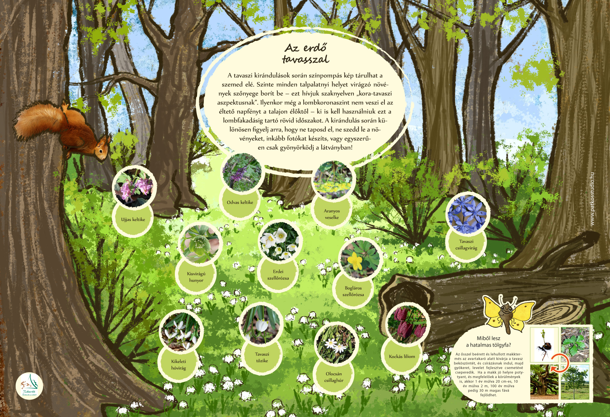 Vadvirág tanösvény, Lenti