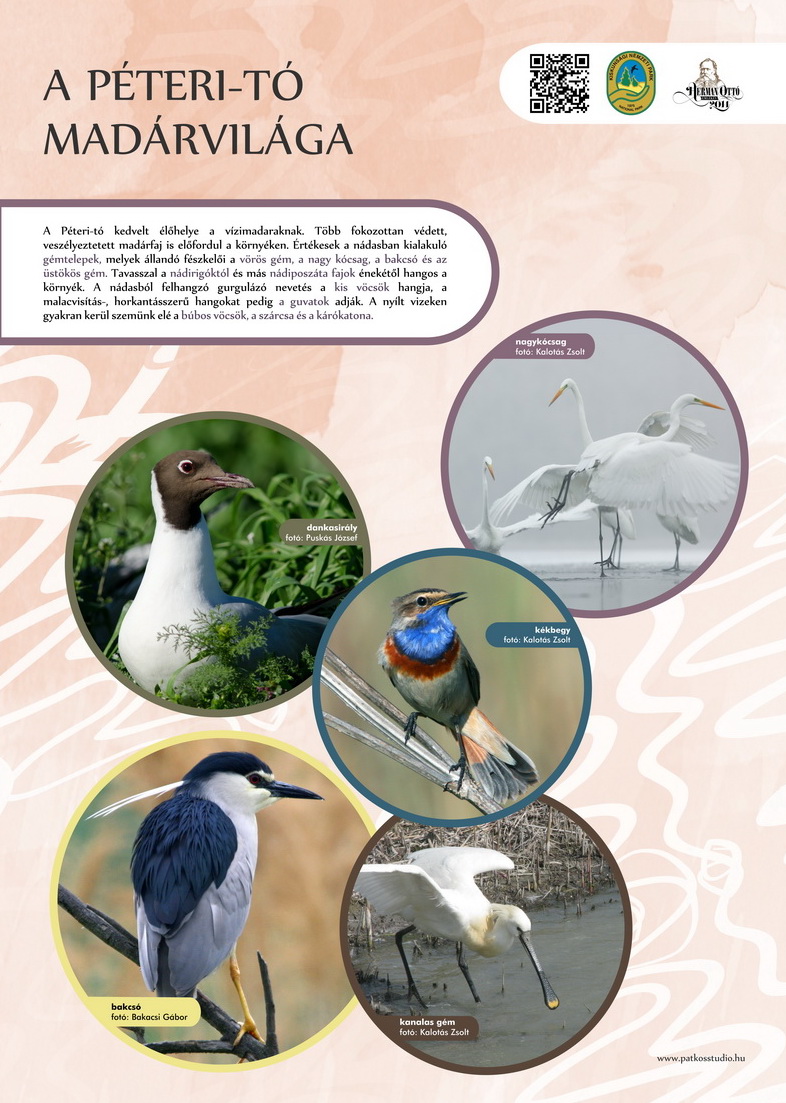 Vöcsök tanösvény, Péteri-tó, Kiskunsági Nemzeti Park