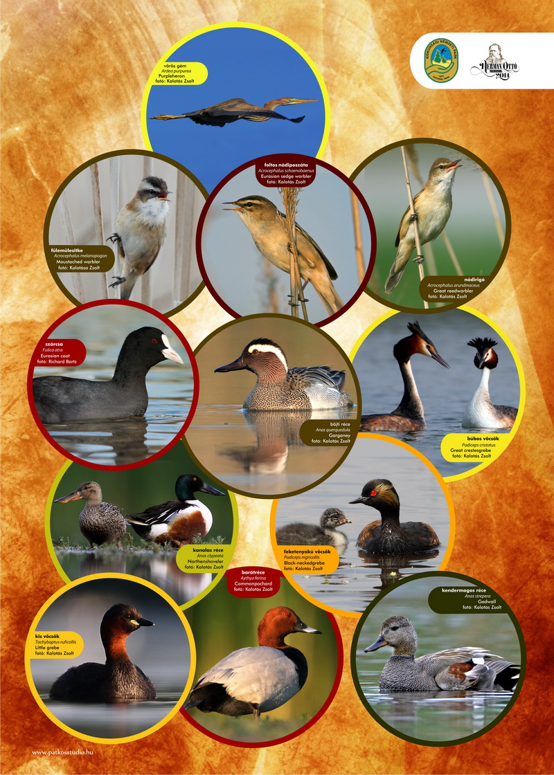 Vöcsök tanösvény, Péteri-tó, Kiskunsági Nemzeti Park