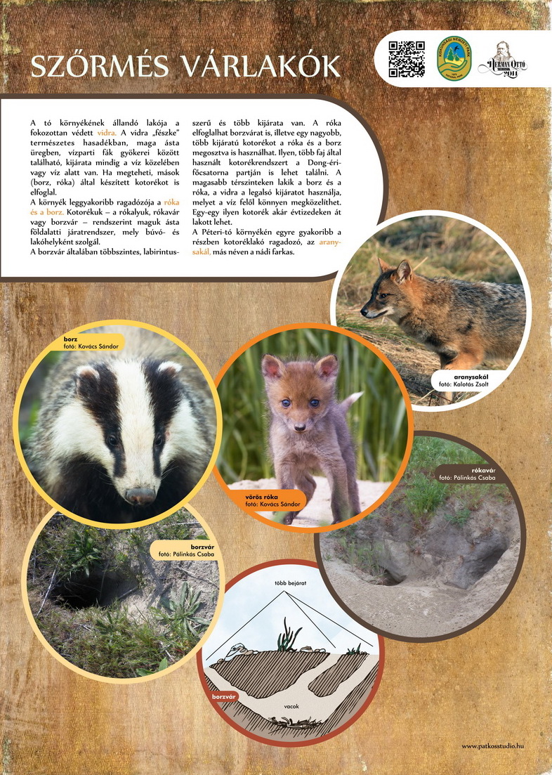 Vöcsök tanösvény, Péteri-tó, Kiskunsági Nemzeti Park