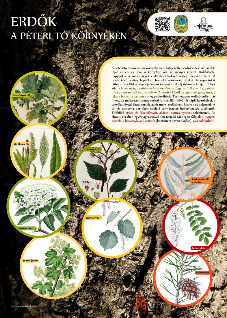 Vöcsök tanösvény, Péteri-tó, Kiskunsági Nemzeti Park