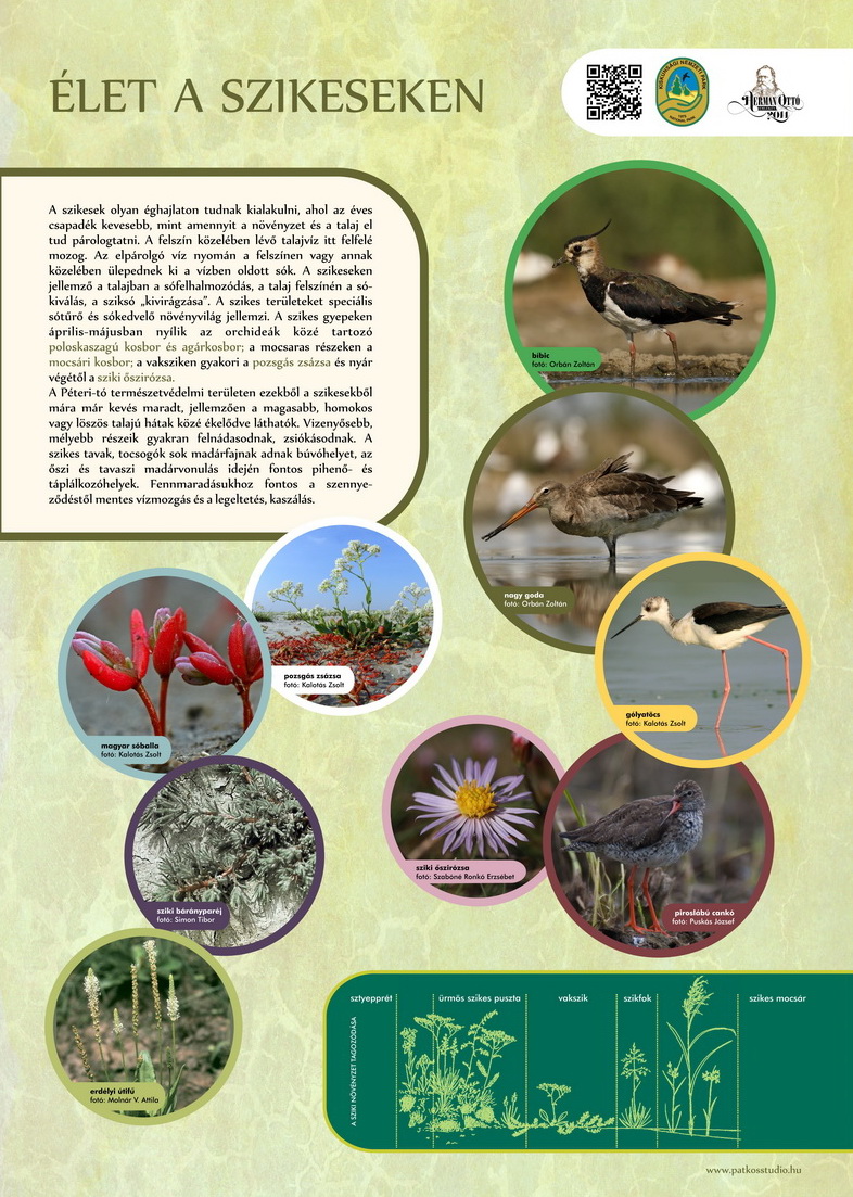 Vöcsök tanösvény, Péteri-tó, Kiskunsági Nemzeti Park