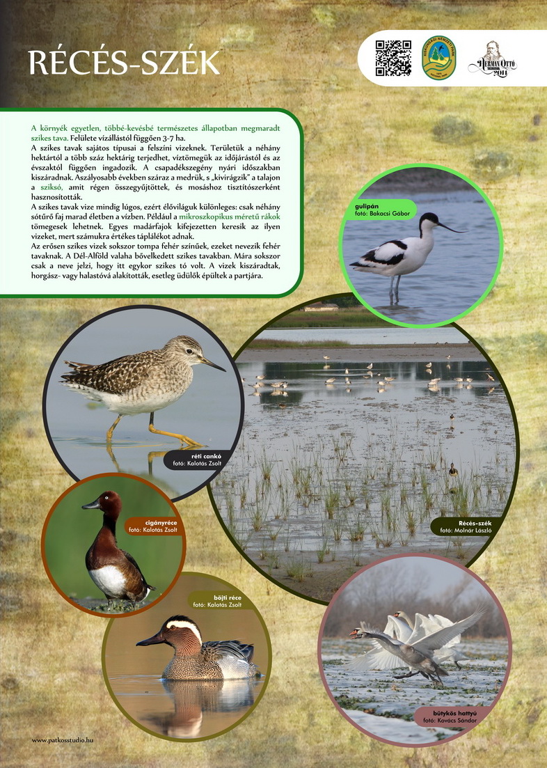 Vöcsök tanösvény, Péteri-tó, Kiskunsági Nemzeti Park