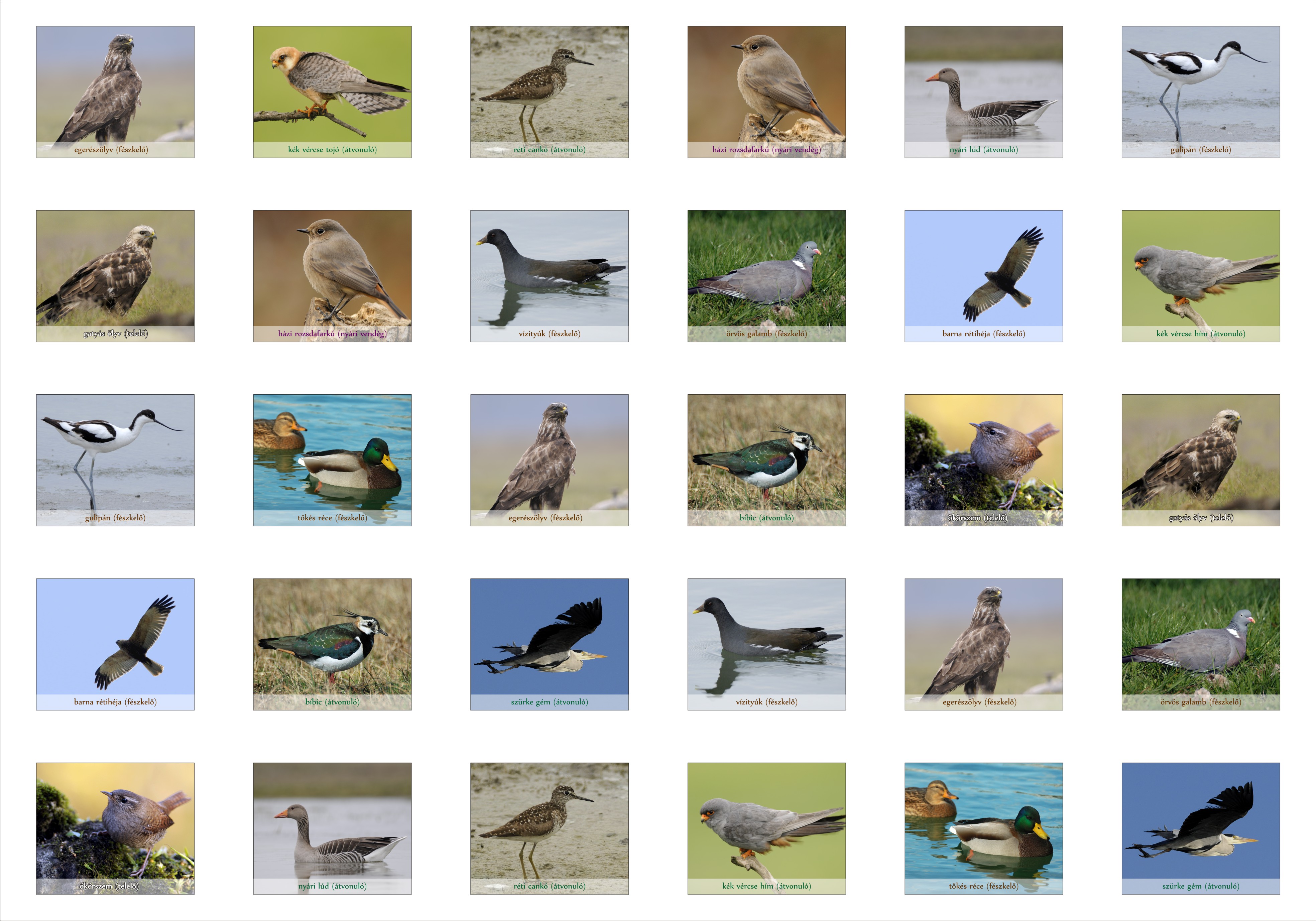 Cukorgyári-tó tanösvény, Hatvan