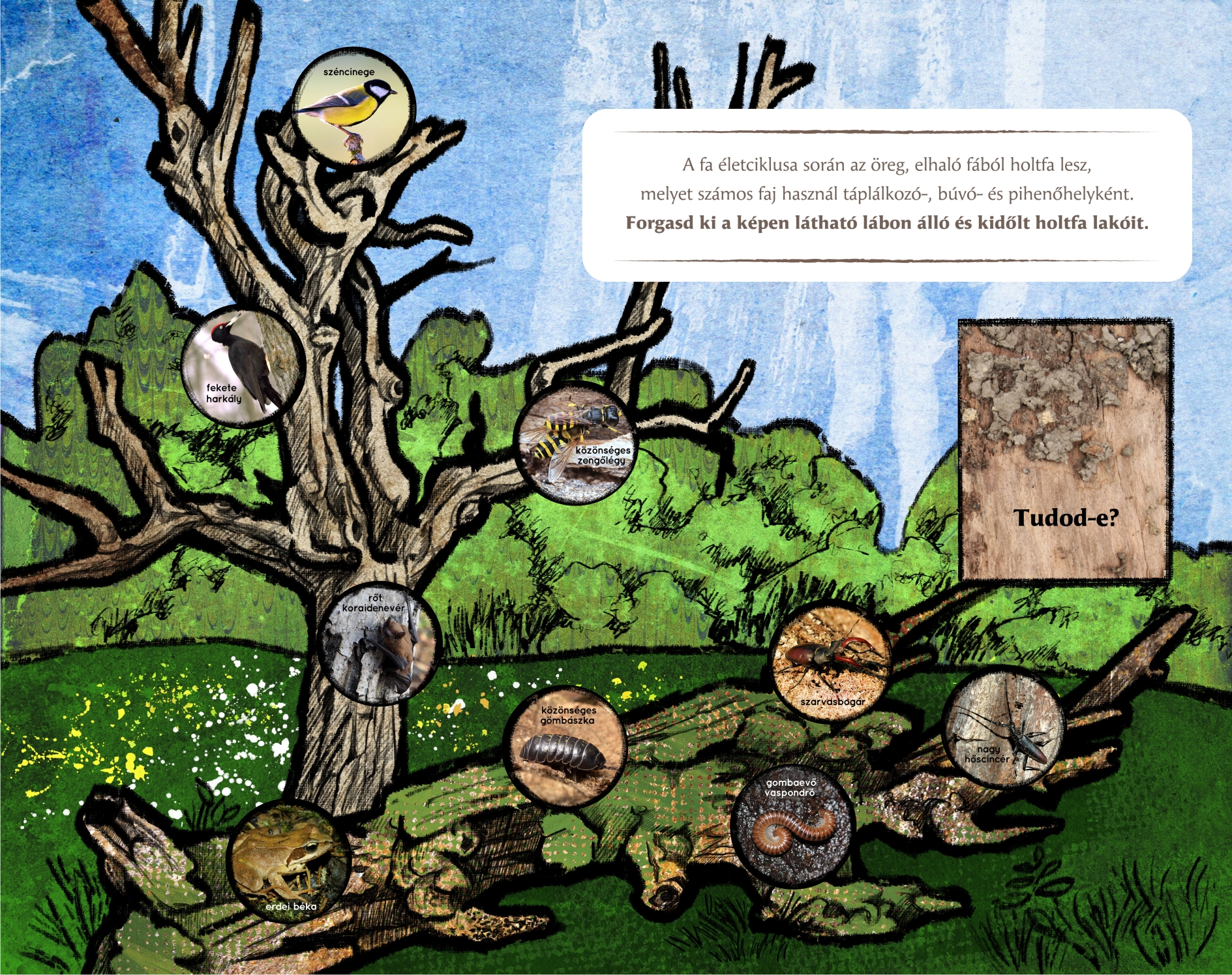 Tanösvénytáblák és játékok a Tolnai-hegyháton