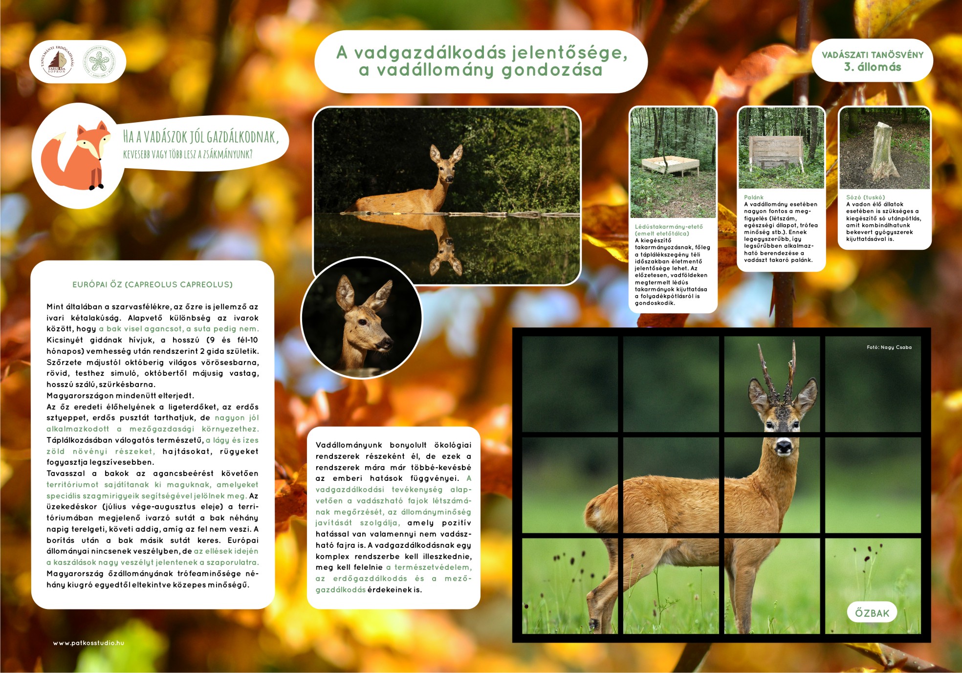 Vadászati tanösvény, Soproni-hegység