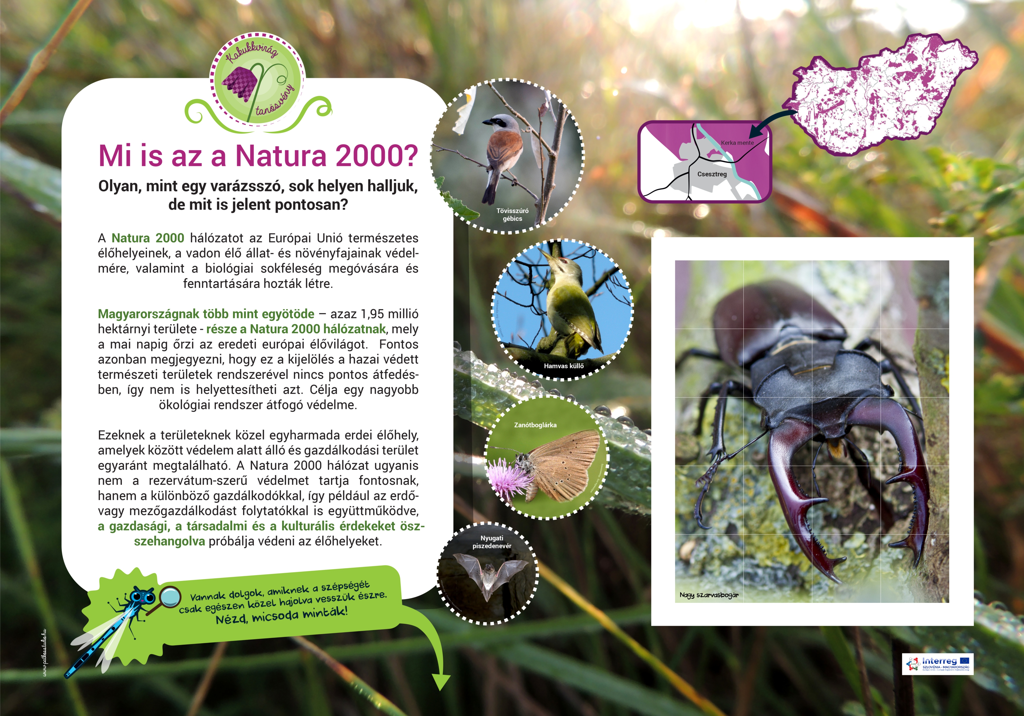 Kakukkvirág kaland-ösvény