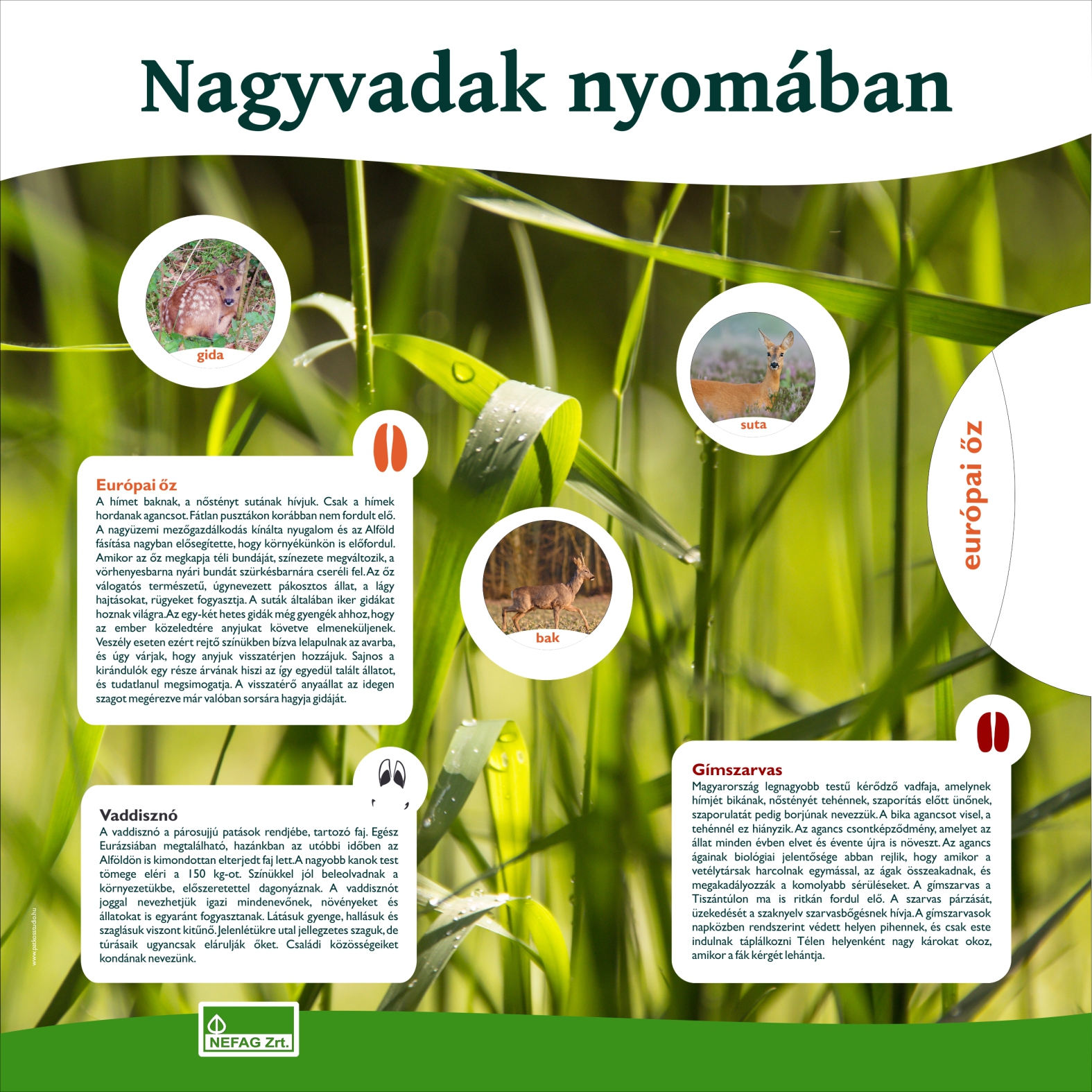 Lombkorona ösvény, Karcag