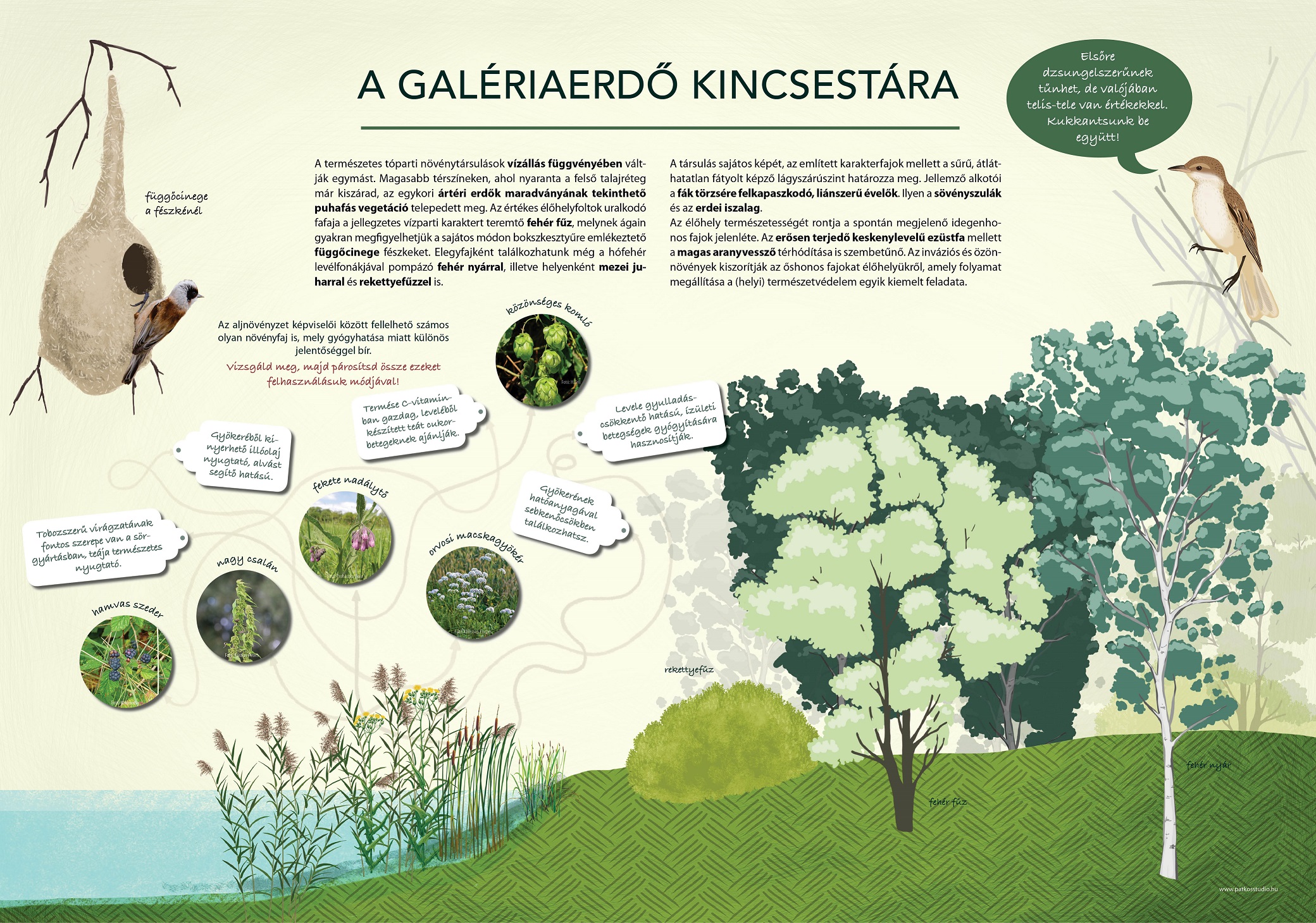 Sasfészek-tó tanösvény, Páty