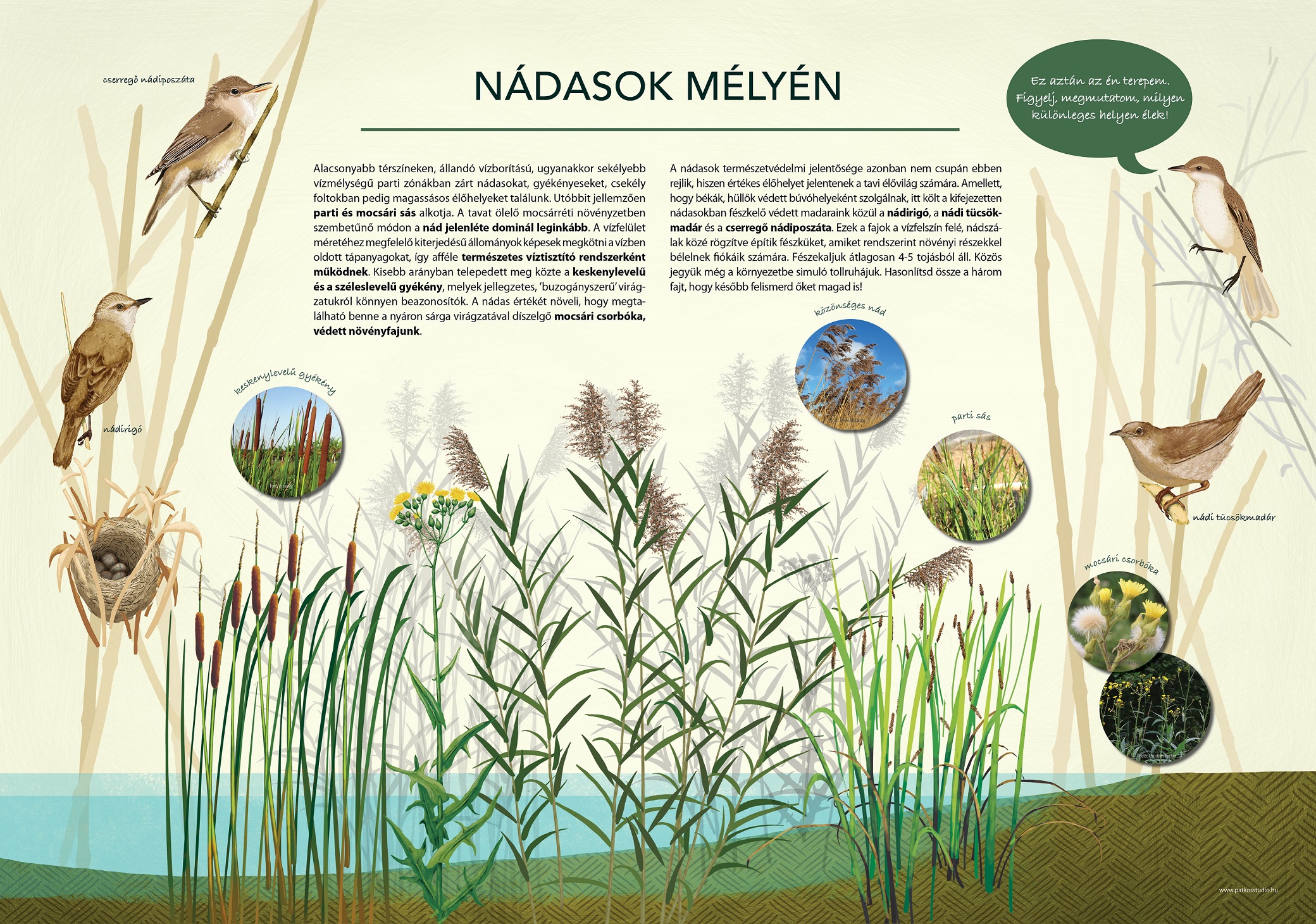 Sasfészek-tó tanösvény, Páty