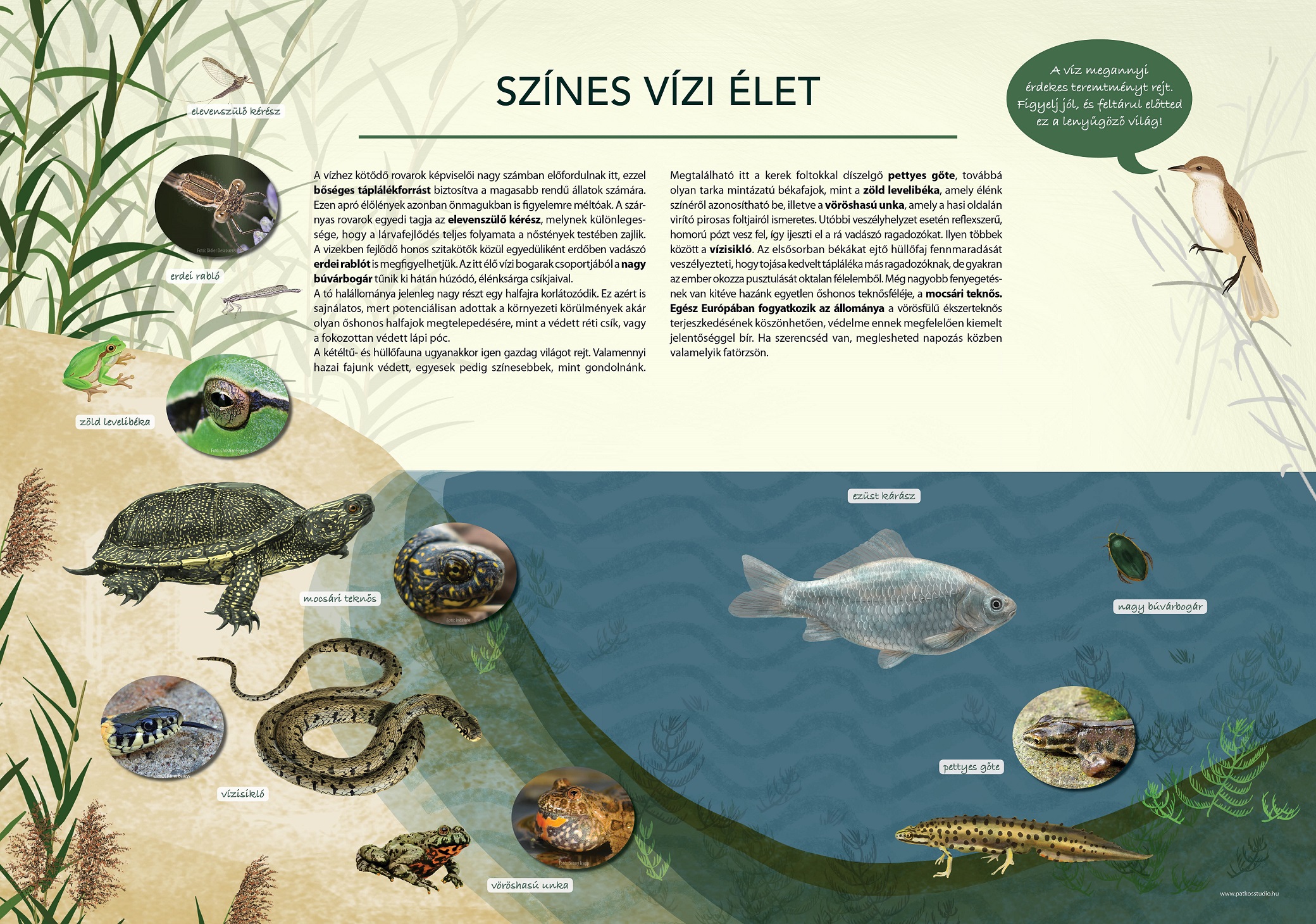 Sasfészek-tó tanösvény, Páty