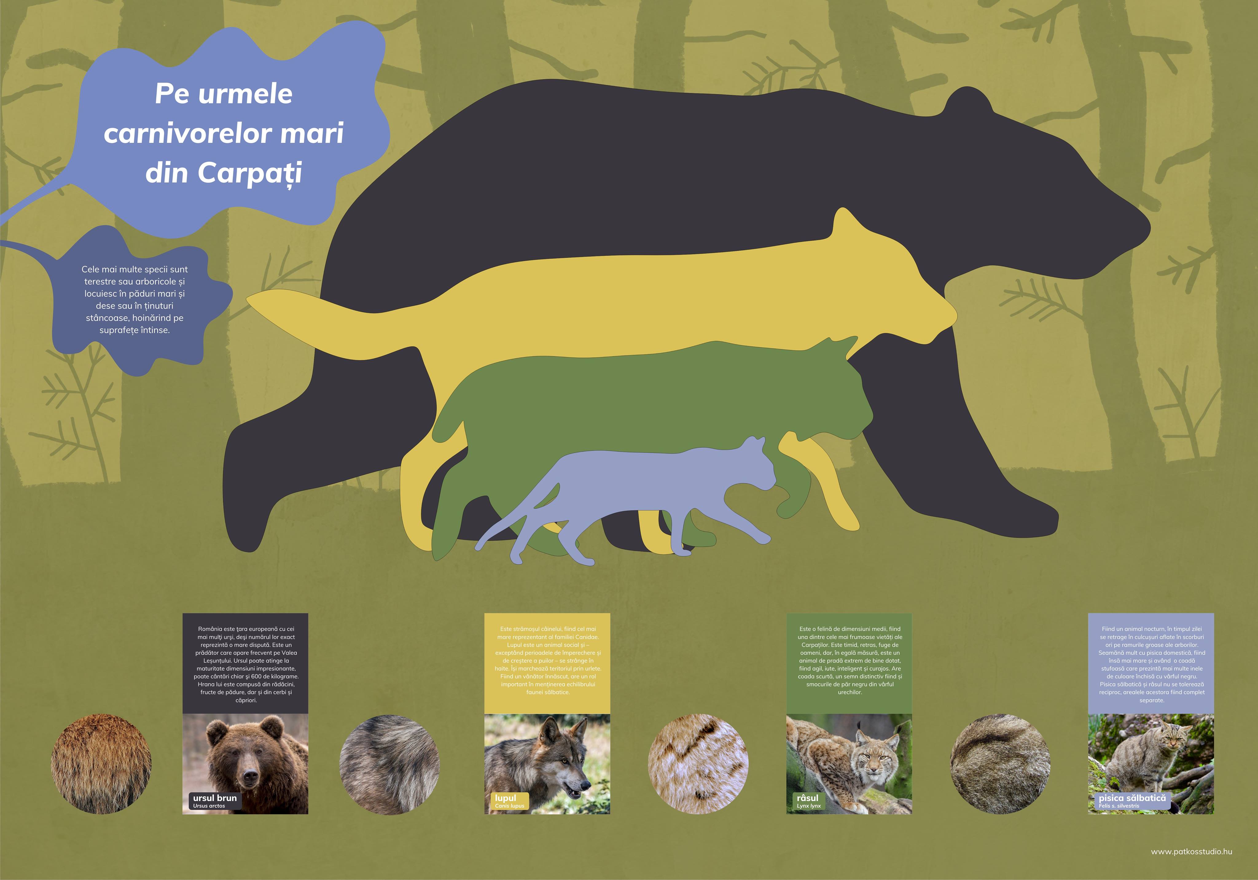 Szalamandra Tanösvény, Kislesenc-völgy, Románia