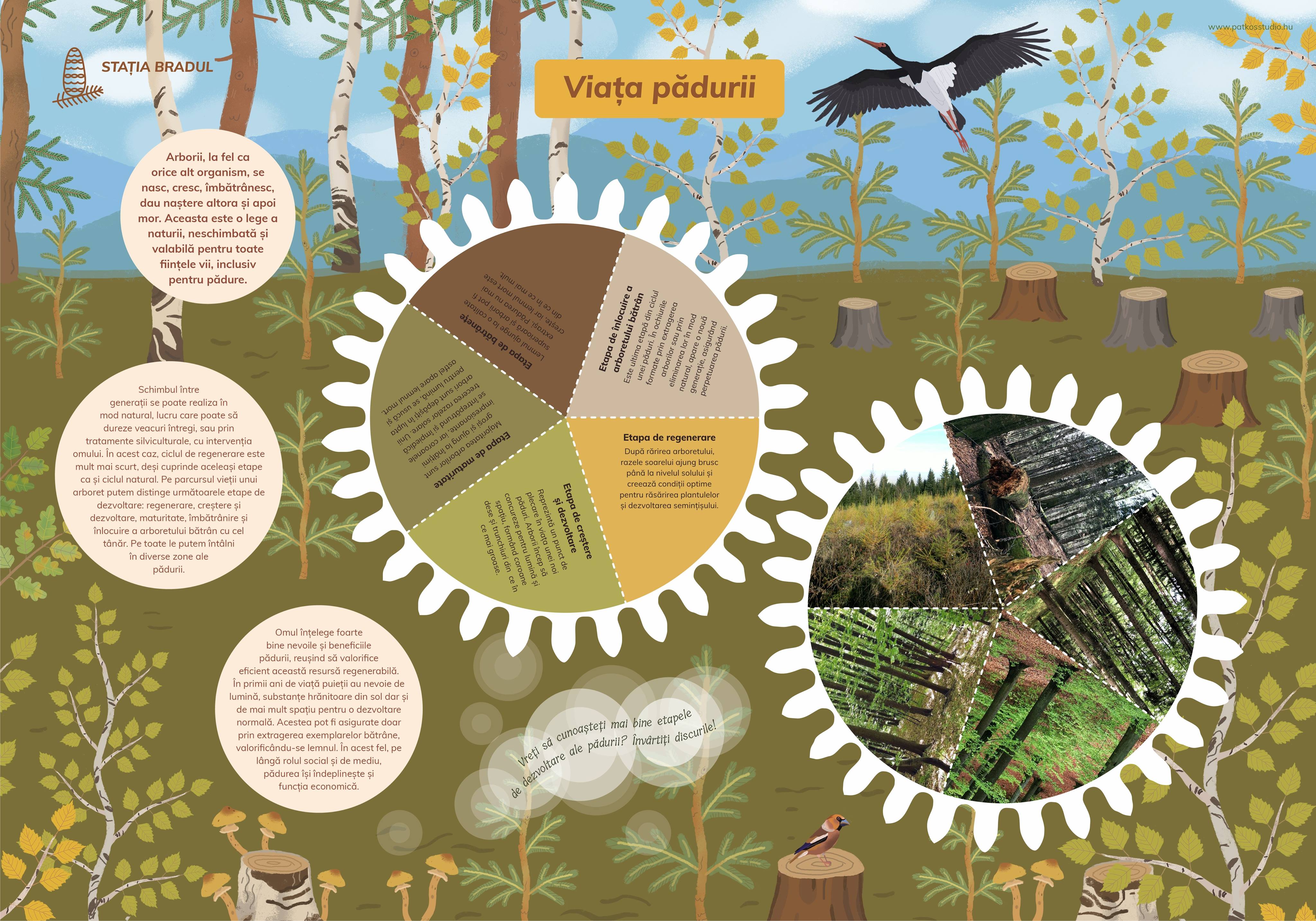 Szalamandra Tanösvény, Kislesenc-völgy, Románia