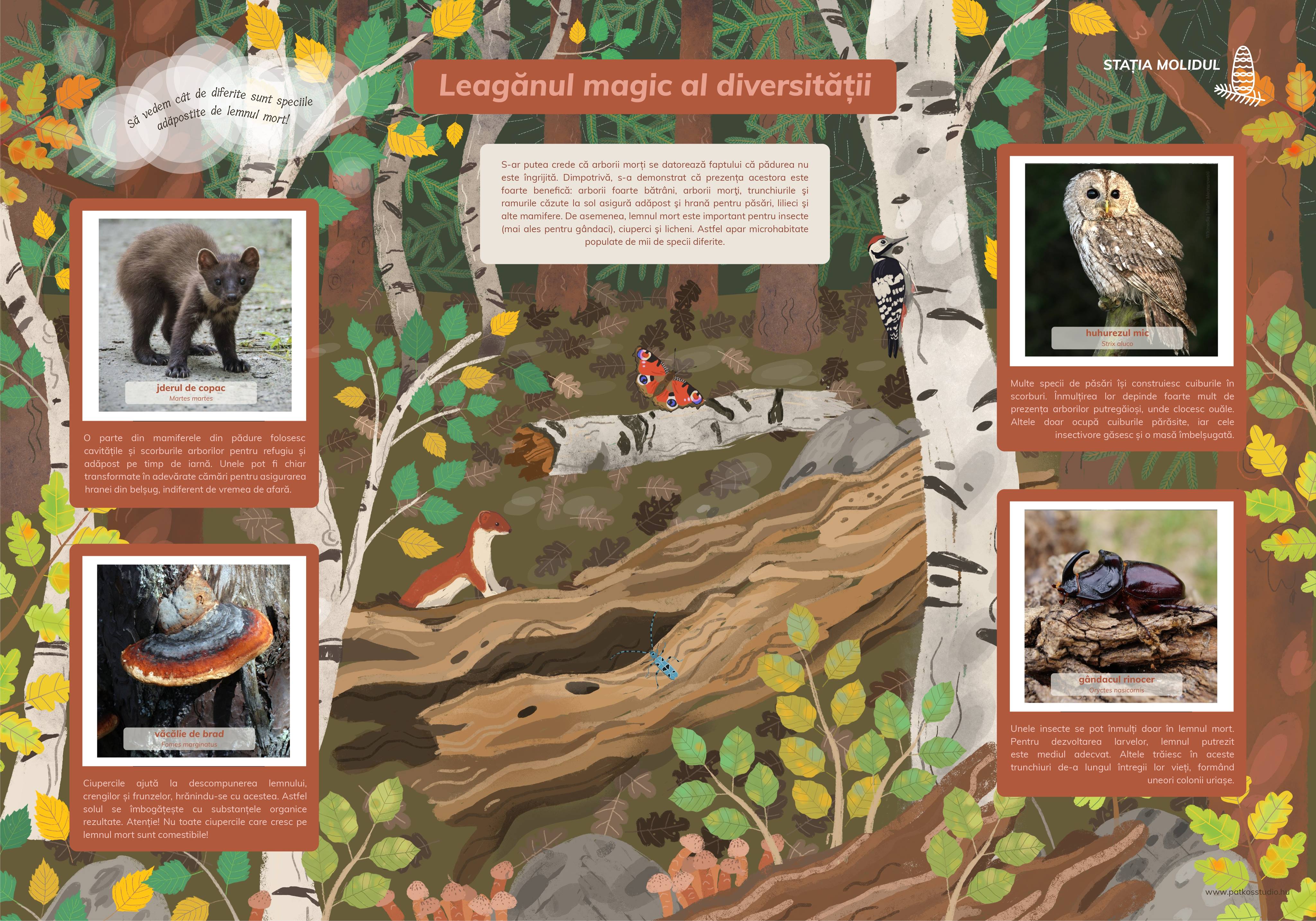 Szalamandra Tanösvény, Kislesenc-völgy, Románia