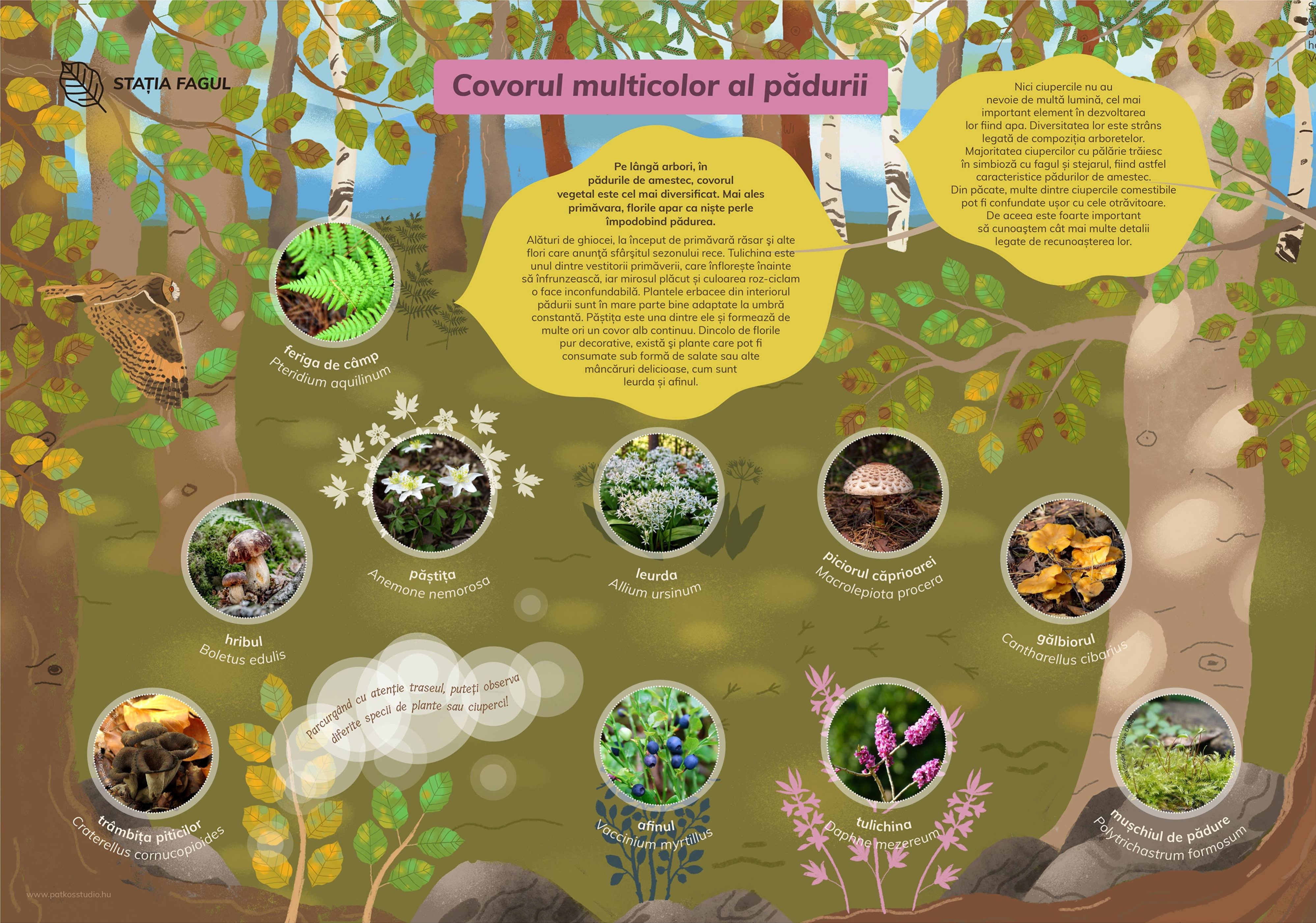 Szalamandra Tanösvény, Kislesenc-völgy, Románia