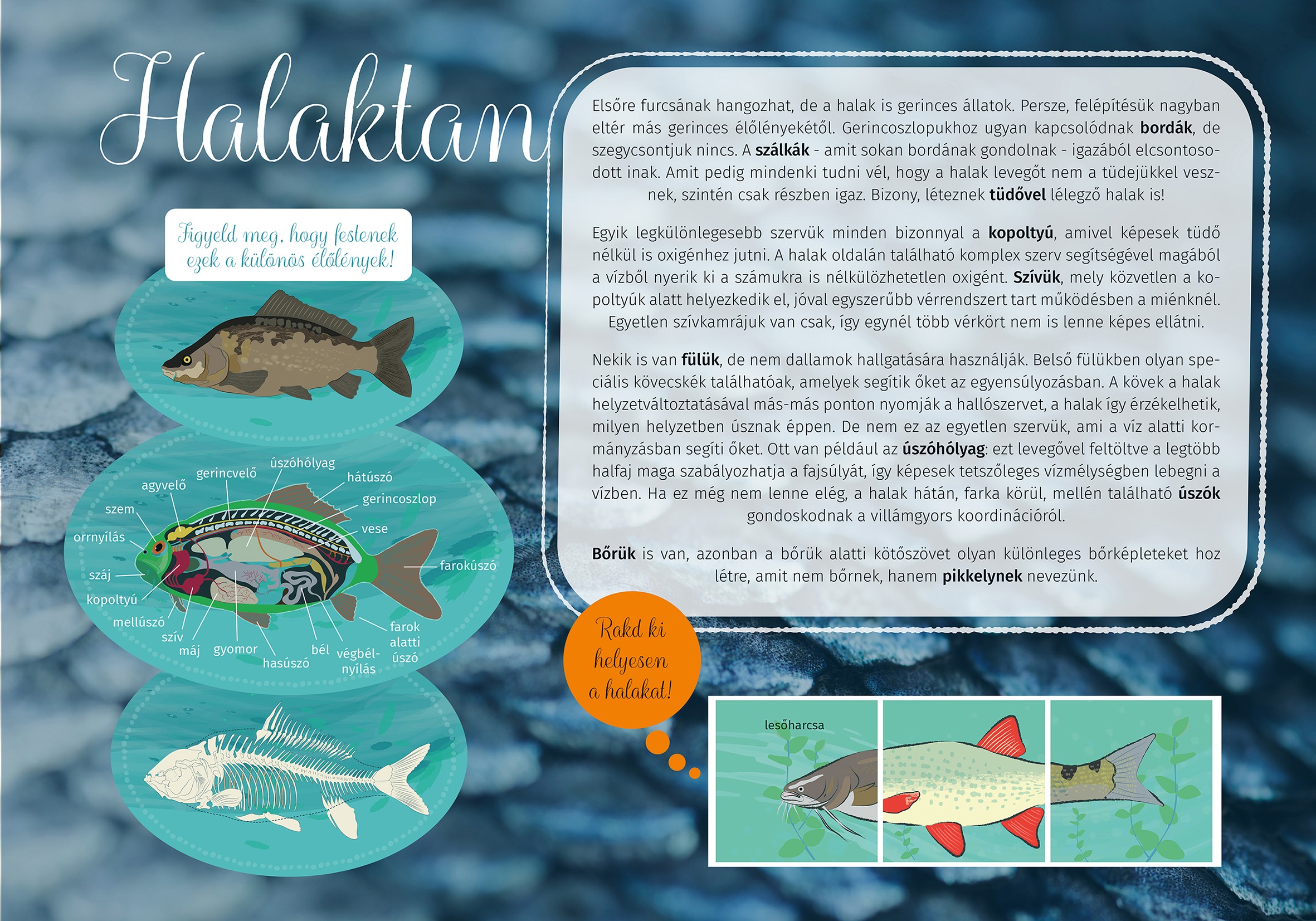 Bácsbokodi Kígyózó tanösvény, Bácsbokod