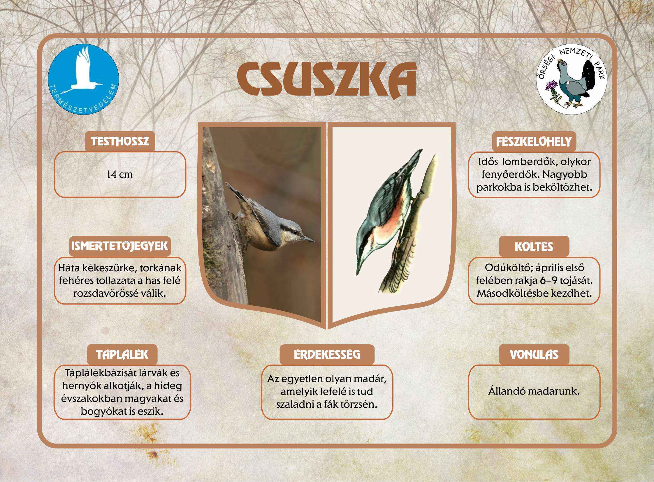 Rezgő nyár és Sárgaliliom tanösvény felújítása az Őrségben