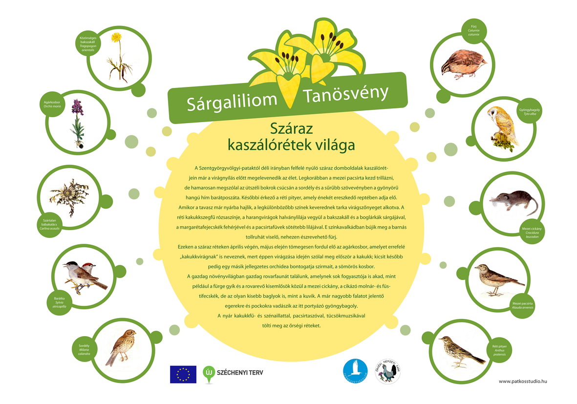 Rezgő nyár és Sárgaliliom tanösvény felújítása az Őrségben