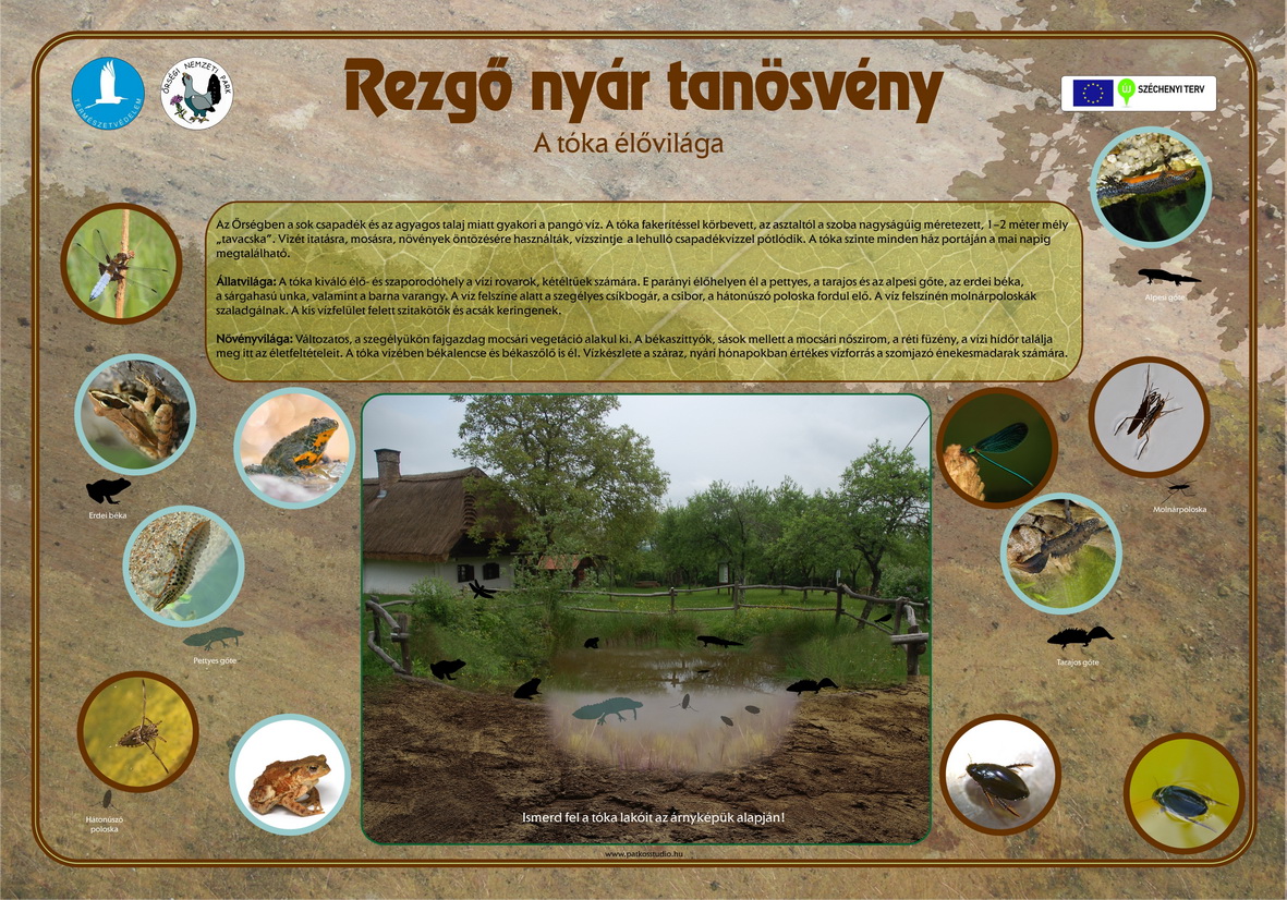 Rezgő nyár és Sárgaliliom tanösvény felújítása az Őrségben