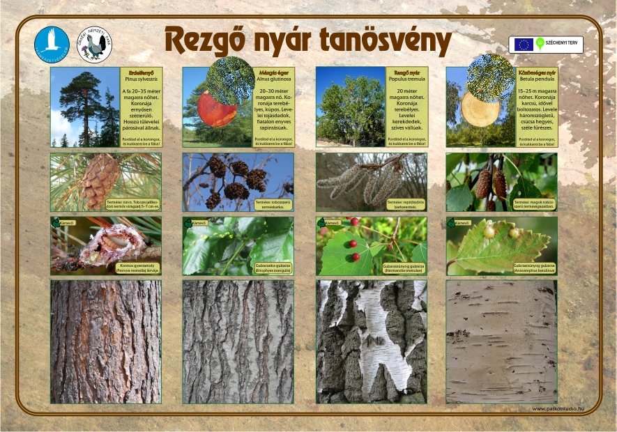 Rezgő nyár és Sárgaliliom tanösvény felújítása az Őrségben