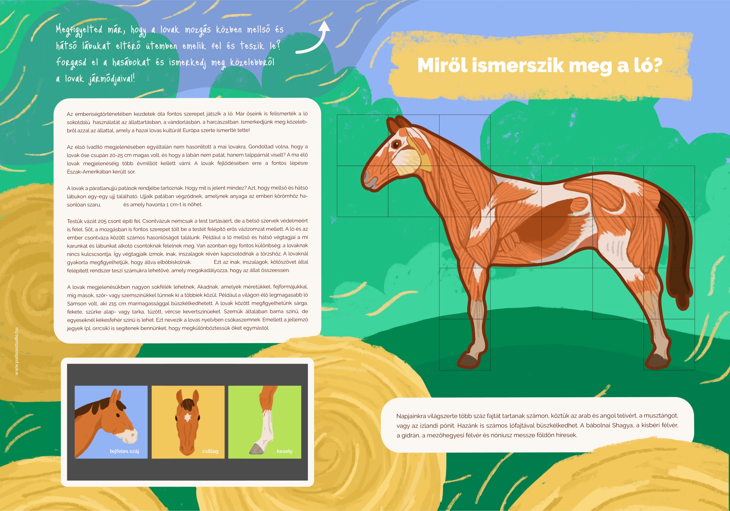 Educational trail for equine-assisted therapy – Sentiero didattico per ippoterapia