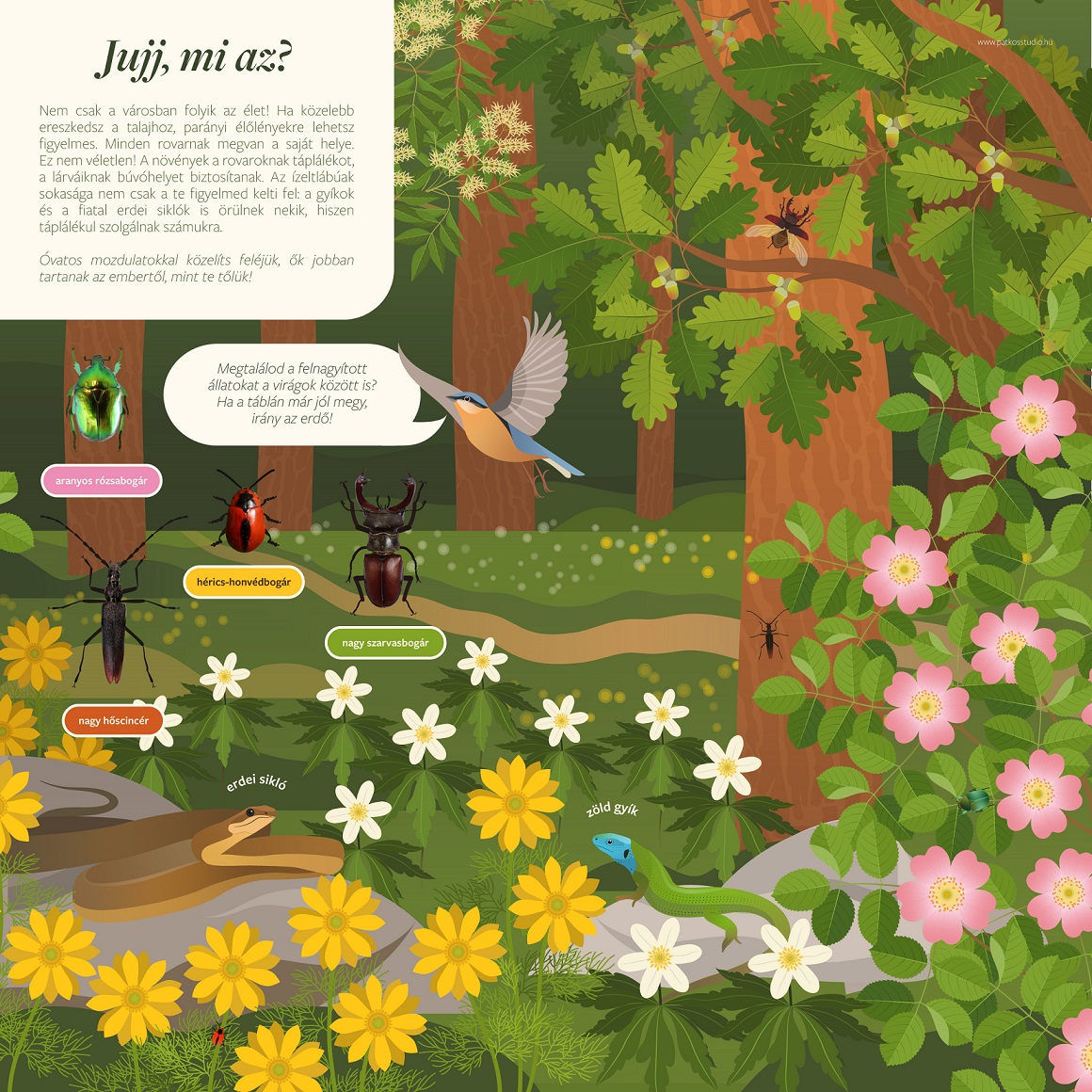 Bécsi-domb tanösvény, Sopron