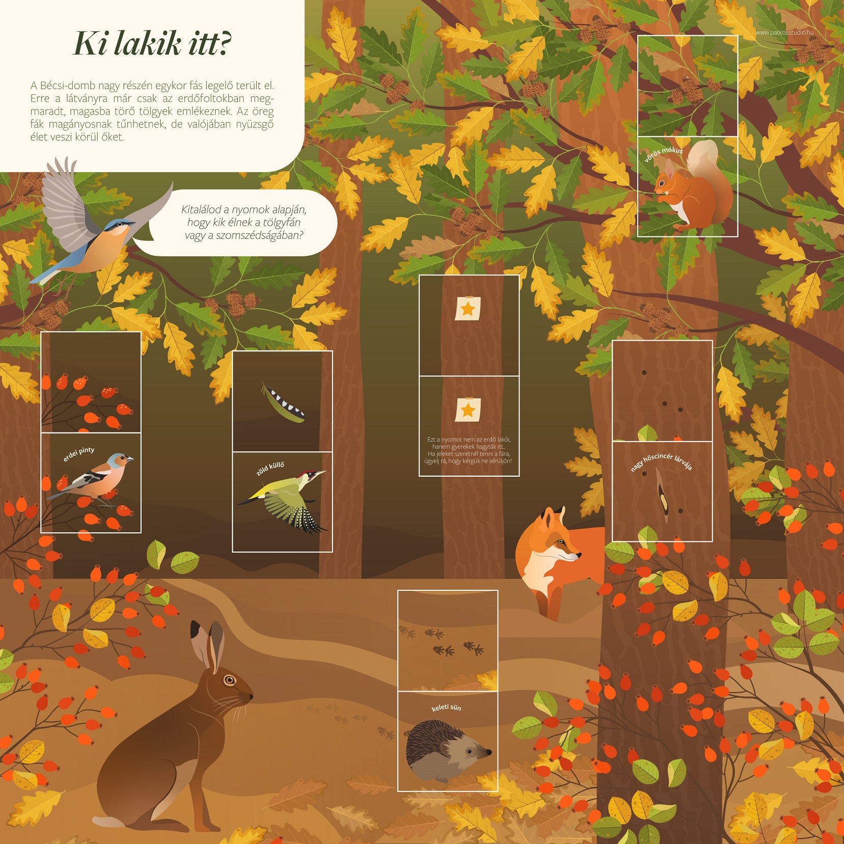 Bécsi-domb tanösvény, Sopron