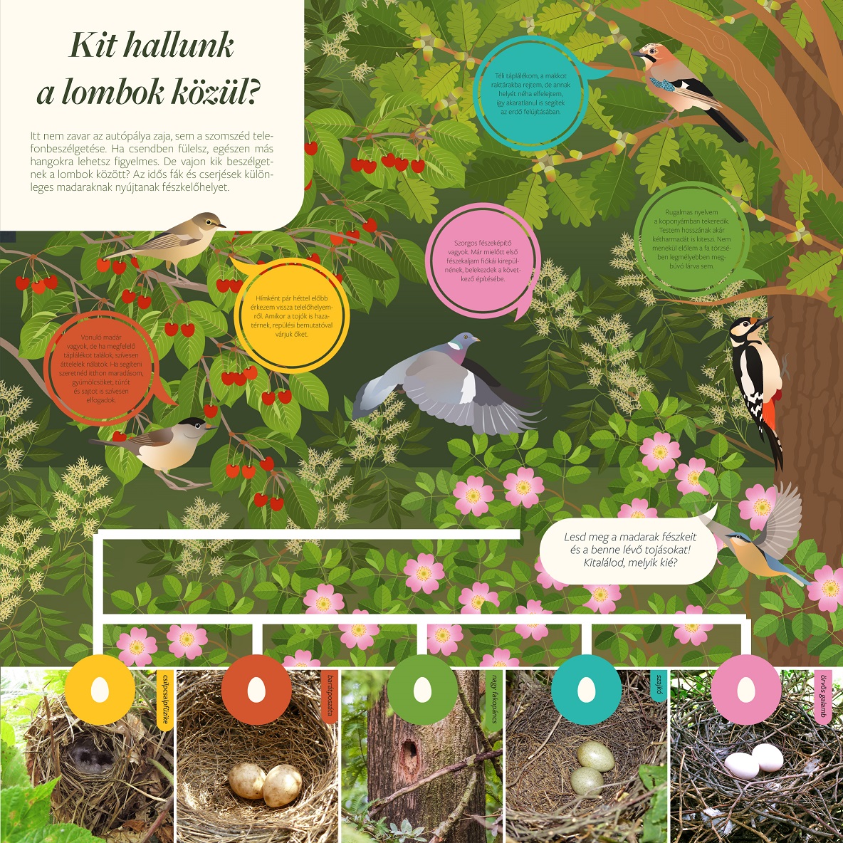 Bécsi-domb tanösvény, Sopron