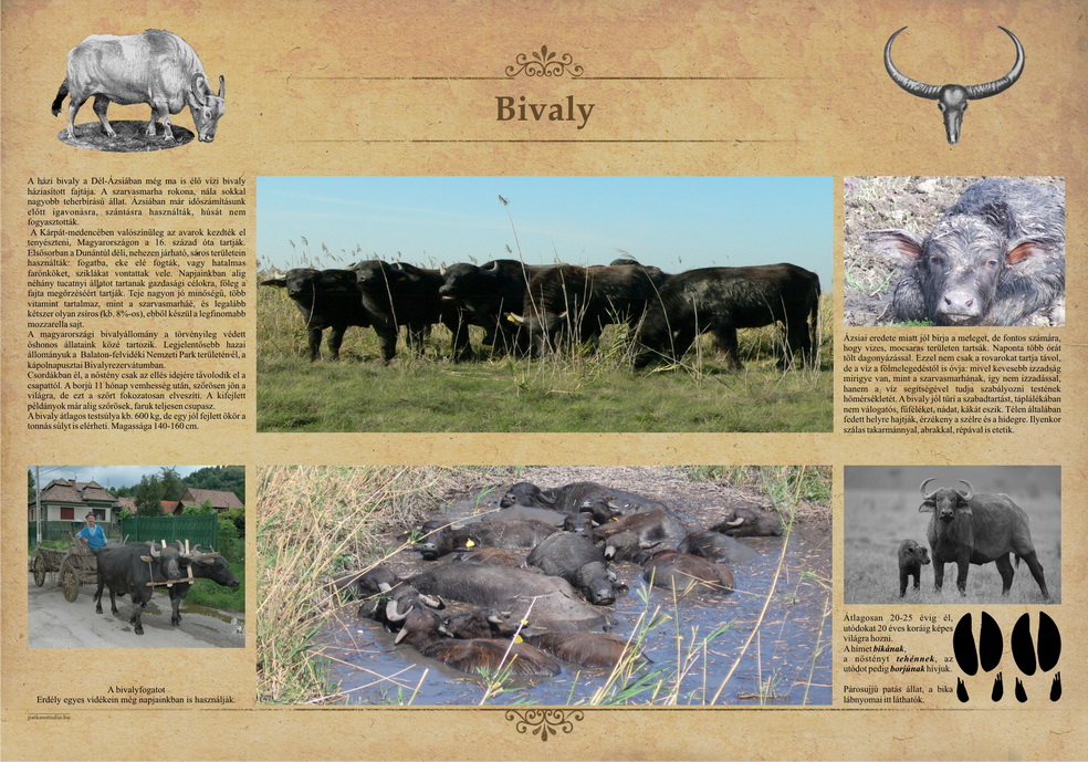 Tanösvények Bükkösdön