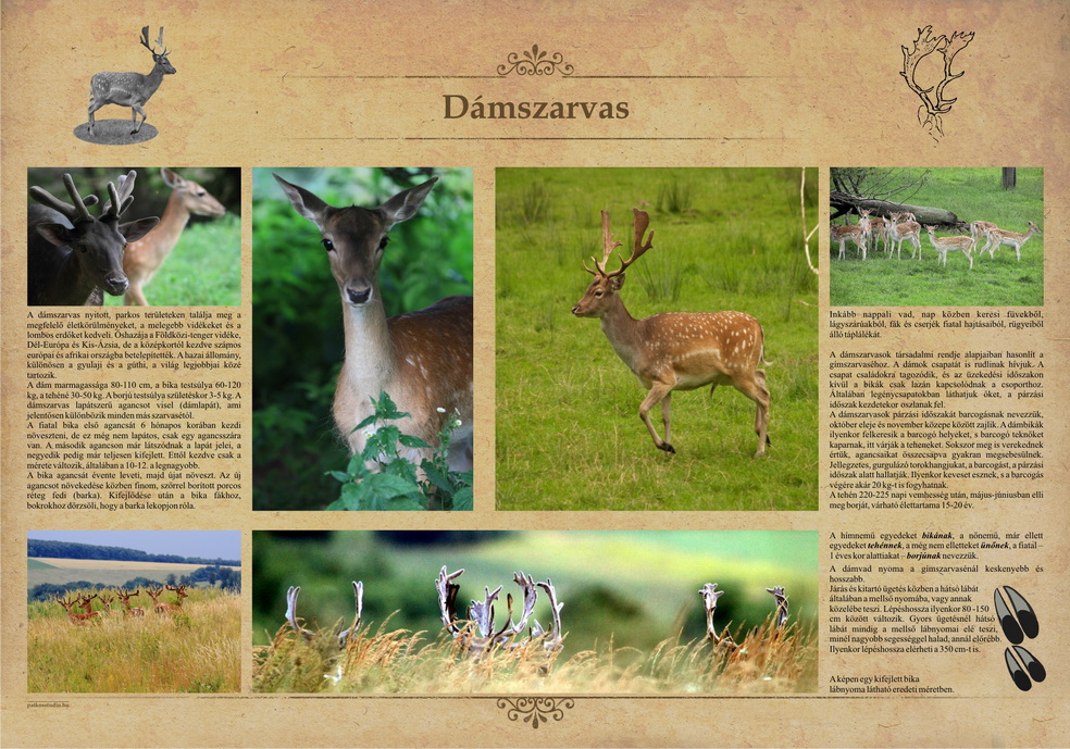 Tanösvények Bükkösdön