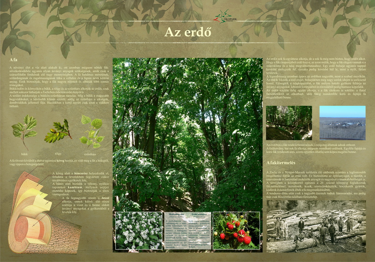 Tanösvények Bükkösdön