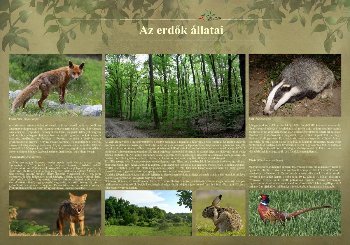 Tanösvények Bükkösdön