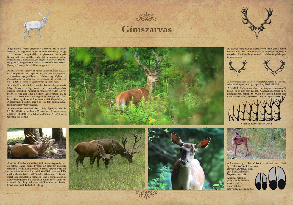 Tanösvények Bükkösdön