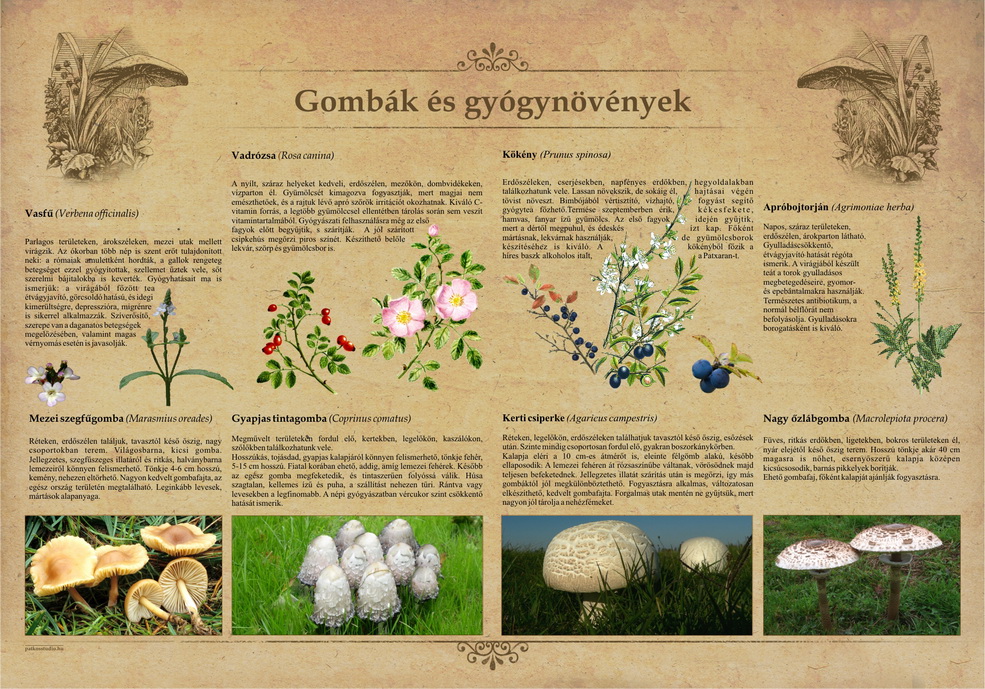 Tanösvények Bükkösdön