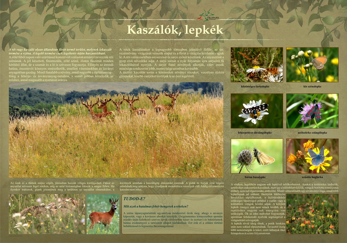 Tanösvények Bükkösdön