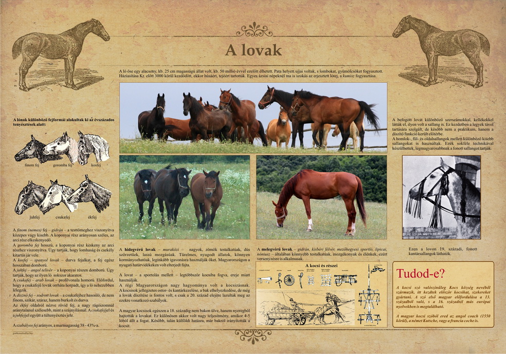 Tanösvények Bükkösdön