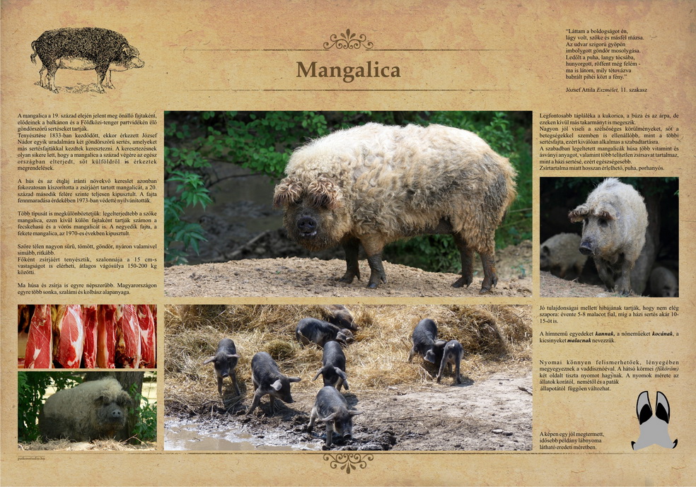 Tanösvények Bükkösdön