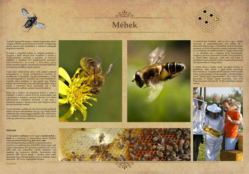 Tanösvények Bükkösdön