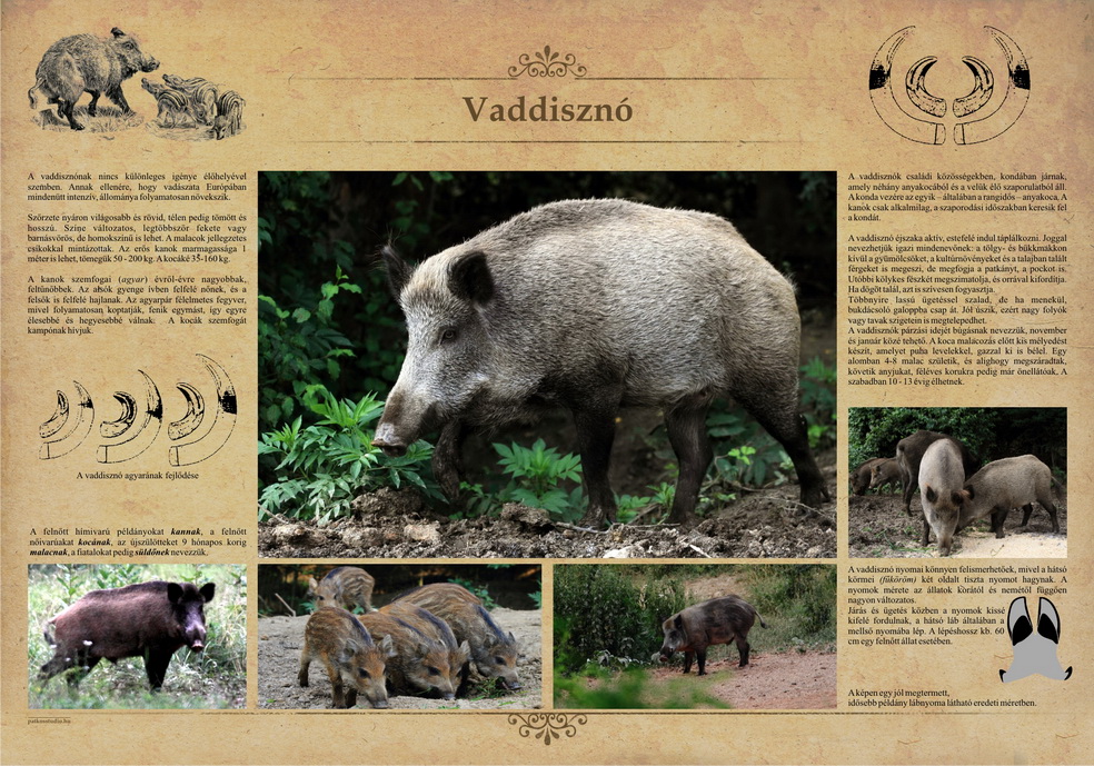 Tanösvények Bükkösdön