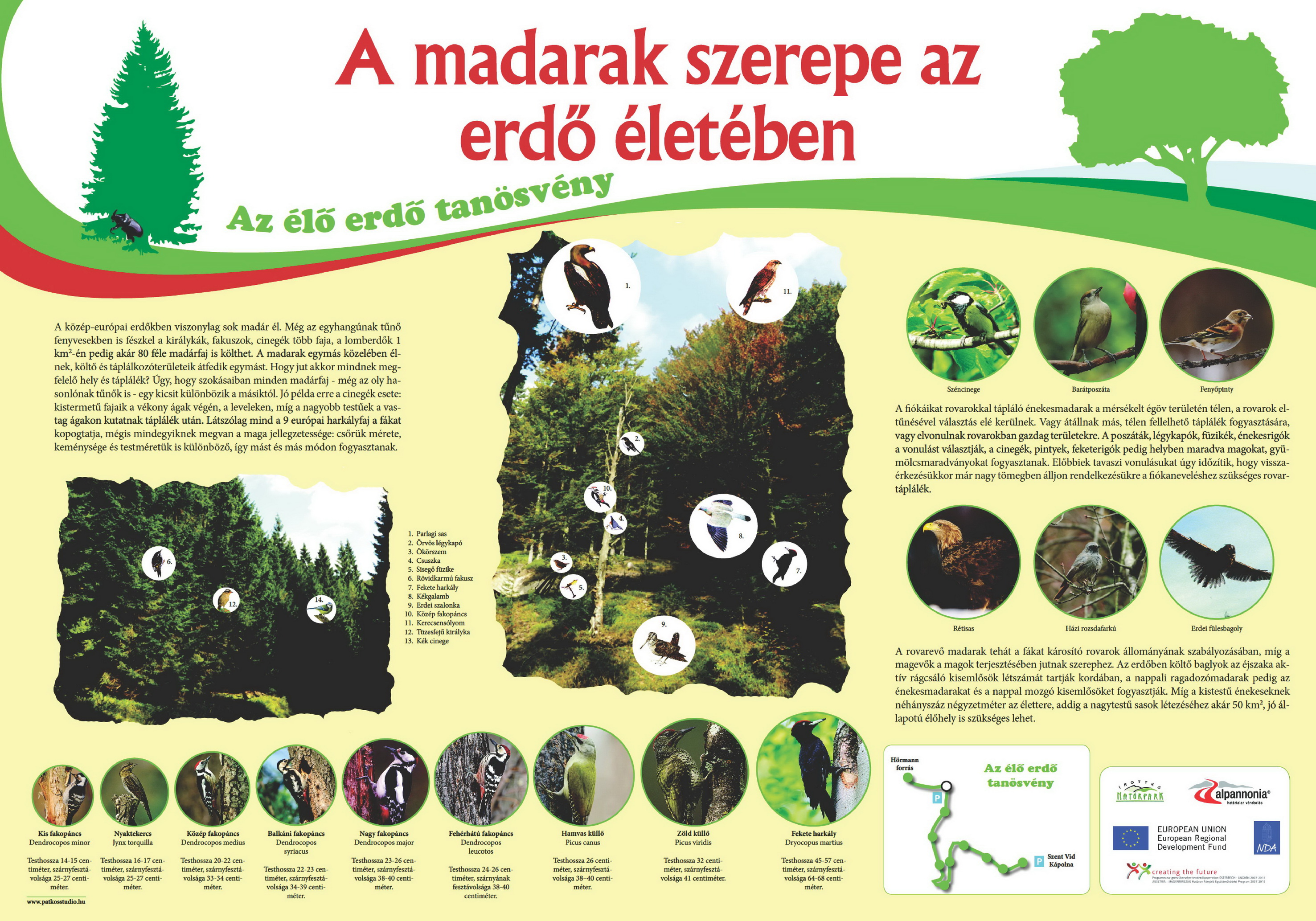 Élő erdő tanösvény - Kőszegi-hegység