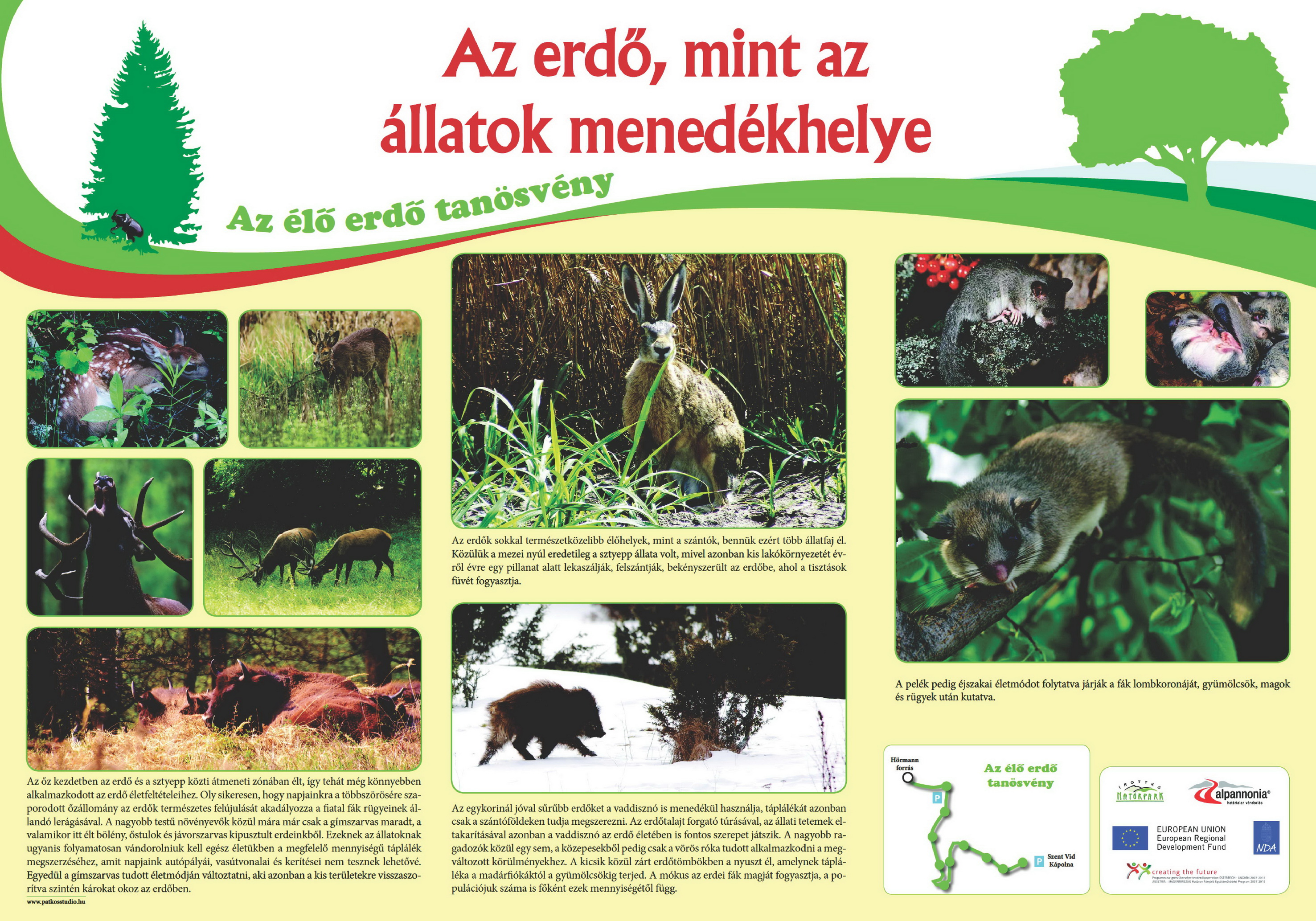 Élő erdő tanösvény - Kőszegi-hegység