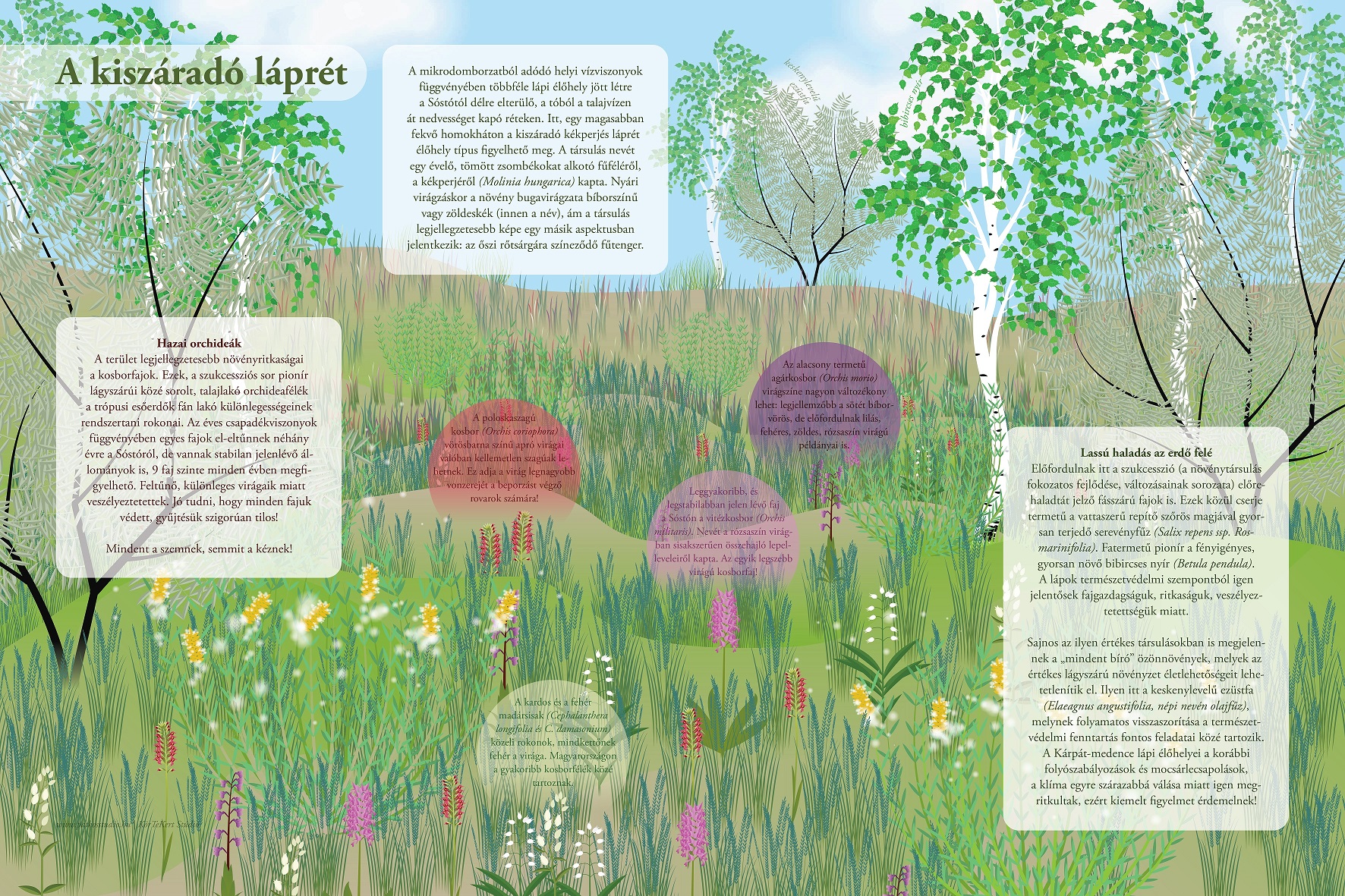 Educational trail at Sosto – Sentiero didattico alla riva del Sosto