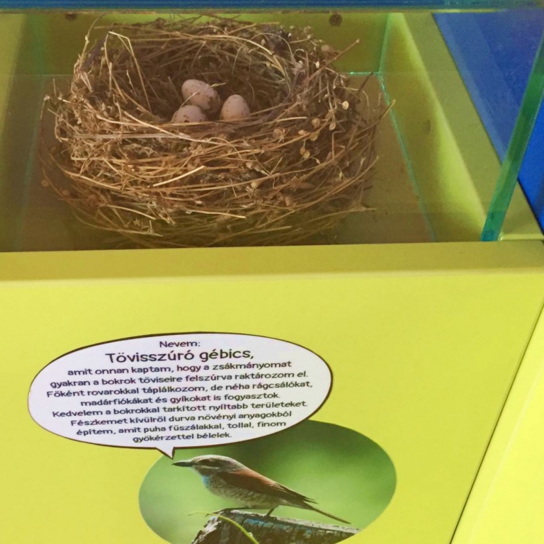 Model of bird nest - Modello di nesto - 2