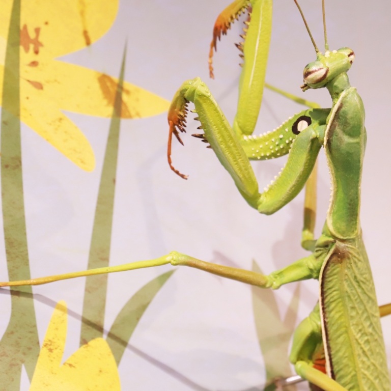 Locust mock-up - Modello del locusta