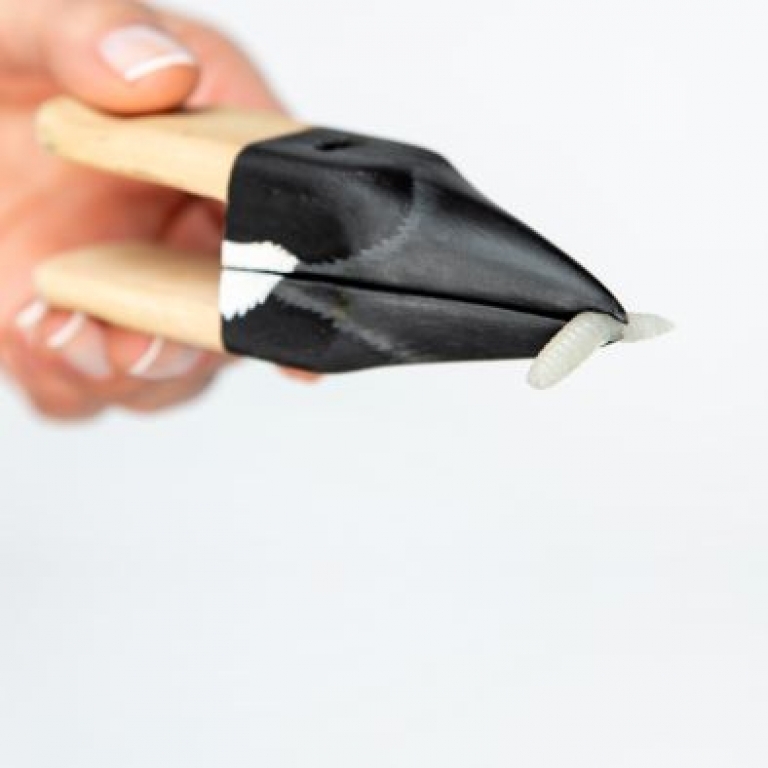 Wooden beak of great tit - Becco di legno di cinciannelgra